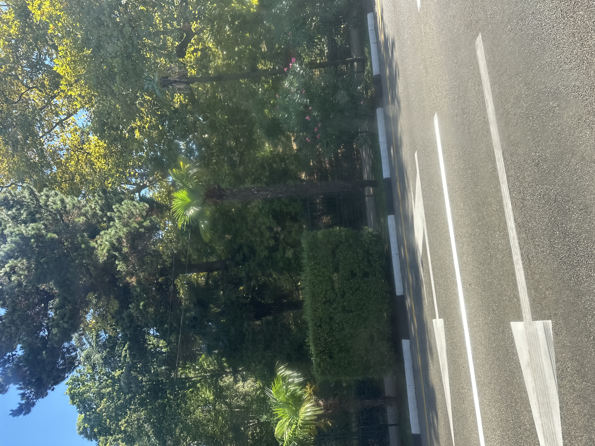 This image depicts a street scene in Sochi, Russia, characterized by lush greenery and a paved road with lane markings. A variety of trees, including palm trees, and a neatly trimmed hedge dominate the background, suggesting a park-like setting or a well-maintained urban area. Pink flowers are visible on a bush in the mid-ground. The road features directional arrows painted in white, indicating traffic flow. The lighting suggests it is daytime, with sunlight filtering through the trees, casting shadows on the road. There are no people visible in the frame, and the scene is static, conveying a sense of tranquility and natural beauty within an urban environment.