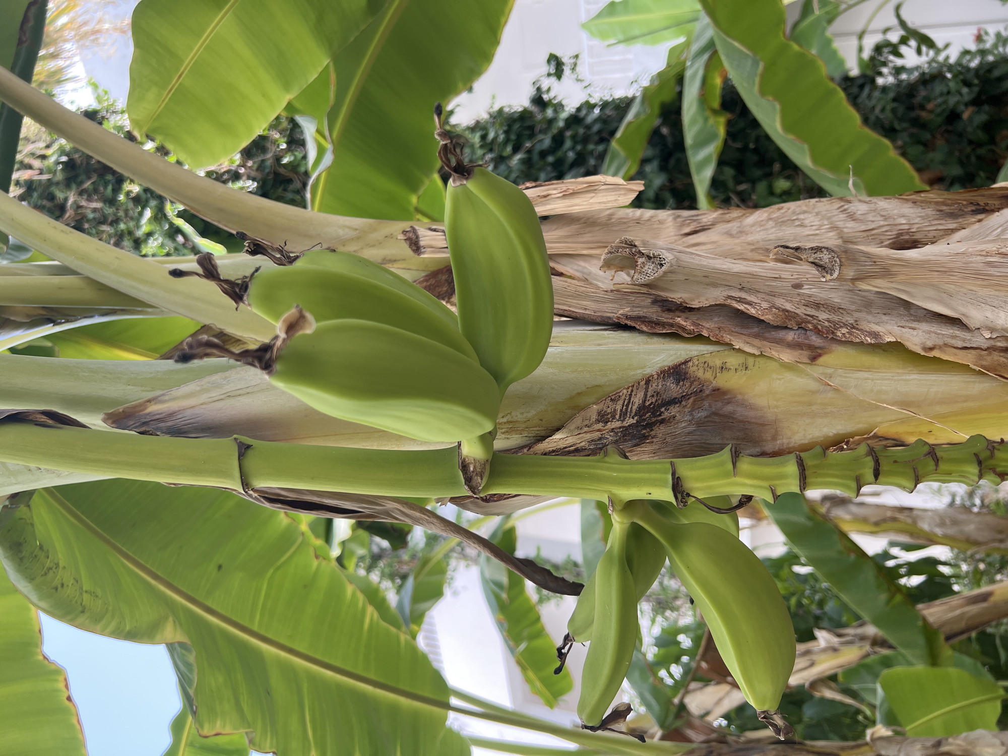 A close-up, eye-level shot showcases a cluster of unripe, green bananas growing on a banana tree. The bananas are arranged in several tiers, with the topmost bunch featuring three distinct fruits. The stalk from which the bananas hang is thick and green, with visible nodes and leaf scars. Several large, vibrant green banana leaves fan out from the central stalk, some showing signs of browning at the edges. The trunk of the banana tree is fibrous and textured, a mix of tan and light brown. In the background, out of focus, are more lush green foliage and hints of white structures, possibly buildings, suggesting an outdoor setting. The sky above is a pale blue. The scene appears to be in Hiboun, Tunisia, evidenced by the presence of such tropical vegetation and architectural hints. There are no people or animals present in the frame, and the focus is entirely on the botanical subject.