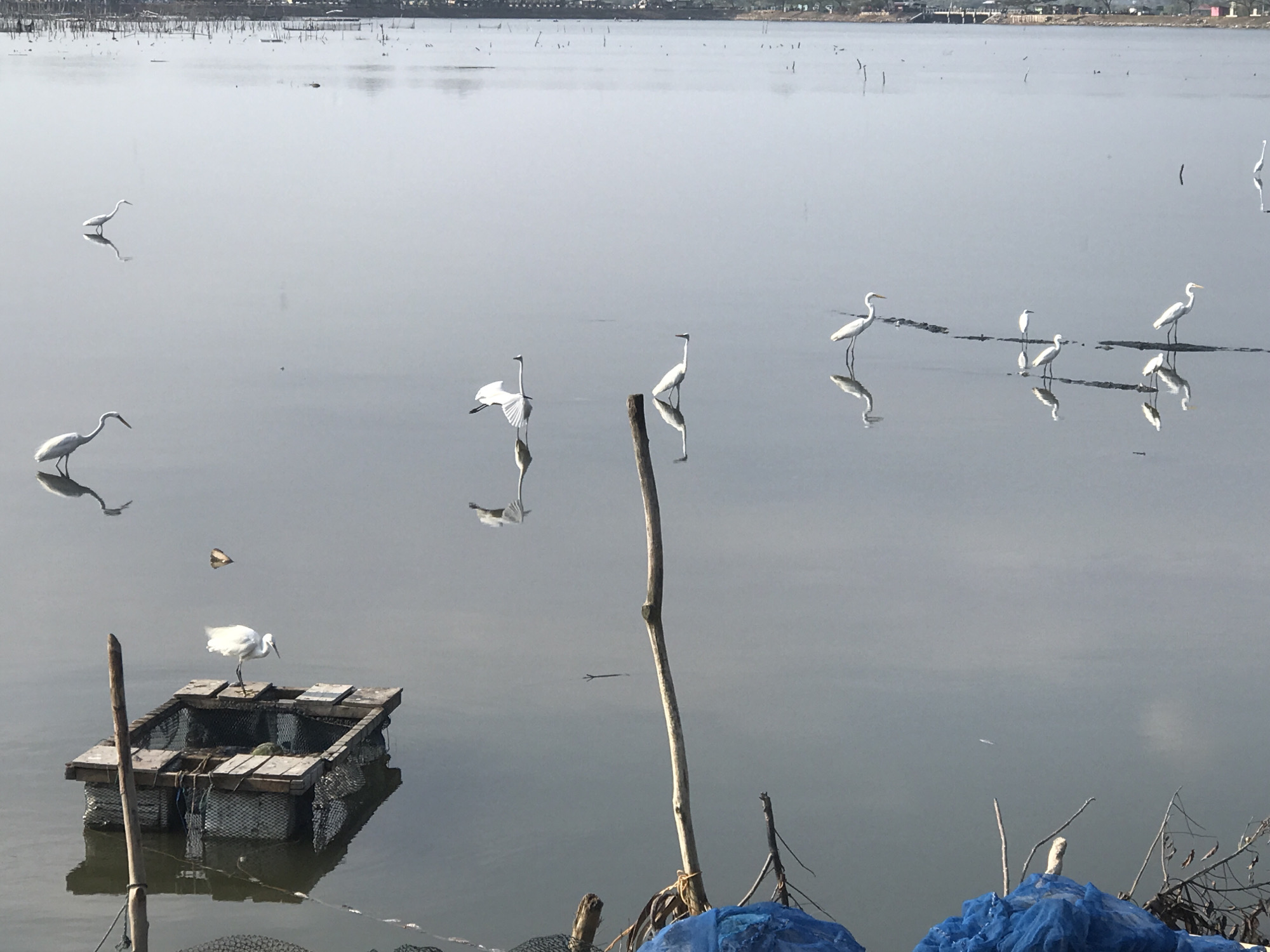The image shows a calm, gray-toned body of water, likely a lagoon or lake, with a distant shoreline visible in the background. A wooden raft-like structure sits in the foreground, with a white bird perched on it. Several more white birds, possibly herons or egrets, are scattered across the water, some reflected in the calm surface. Sticks or poles protrude from the water, and some blue netting is visible in the lower right corner. The location is in the city of Lhokseumawe, Indonesia.