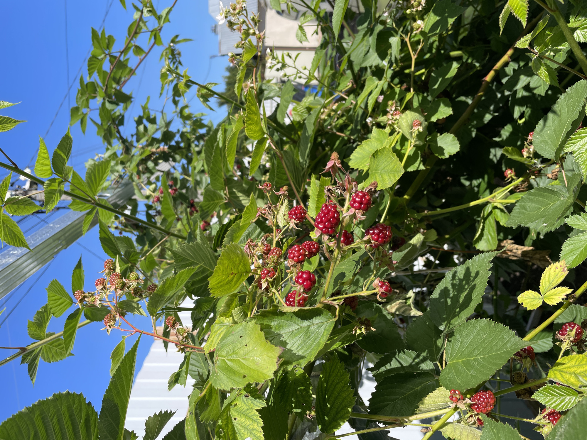 The image depicts a close-up view of a blackberry bush laden with ripe, red berries. The bush is dense with green leaves and thorny stems, some of which are supported by a silver metallic structure that appears to be part of a greenhouse or similar agricultural setup. In the background, a white fence is visible to the left, and a building with a light-colored facade and arched openings is partially visible to the right. The sky is a clear, bright blue. The scene is set outdoors under sunlight, suggesting a warm, sunny day. The location is identified as Gazoprovod, Russia. There are no people or animals present in the image.