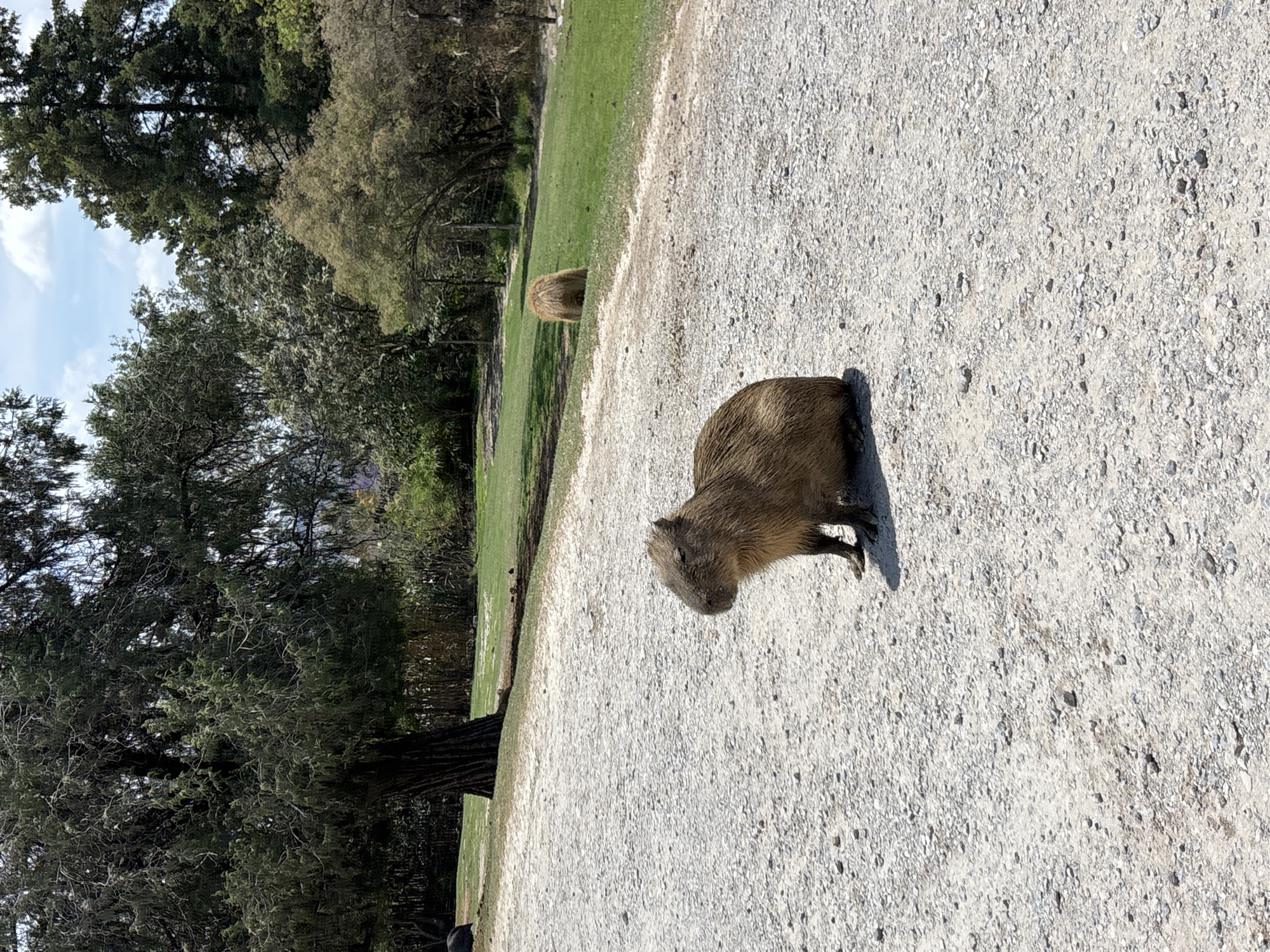 This image, captured in Heroica Puebla de Zaragoza, Mexico, presents an outdoor scene featuring two capybaras under bright daylight. The foreground is dominated by a light-colored gravel path, which extends from the bottom of the frame towards the midground.
A capybara, with its characteristic brown, coarse fur, is prominently positioned in the right foreground, casting a distinct shadow on the gravel, indicating strong sunlight. Its body is angled slightly to the left. Further back, in the midground, a second capybara is visible on a strip of vibrant green grass, positioned to the left of the gravel path.
Beyond the grassy area and the path, a dense line of trees forms the background. These trees display a variety of foliage, with some appearing dark green and full, while others have a lighter, perhaps drier, green hue. Above the treeline, a clear blue sky with a few scattered white clouds is visible. The scene suggests a calm environment, likely a park, zoo, or a similar natural enclosure. There is no visible text in the image.
