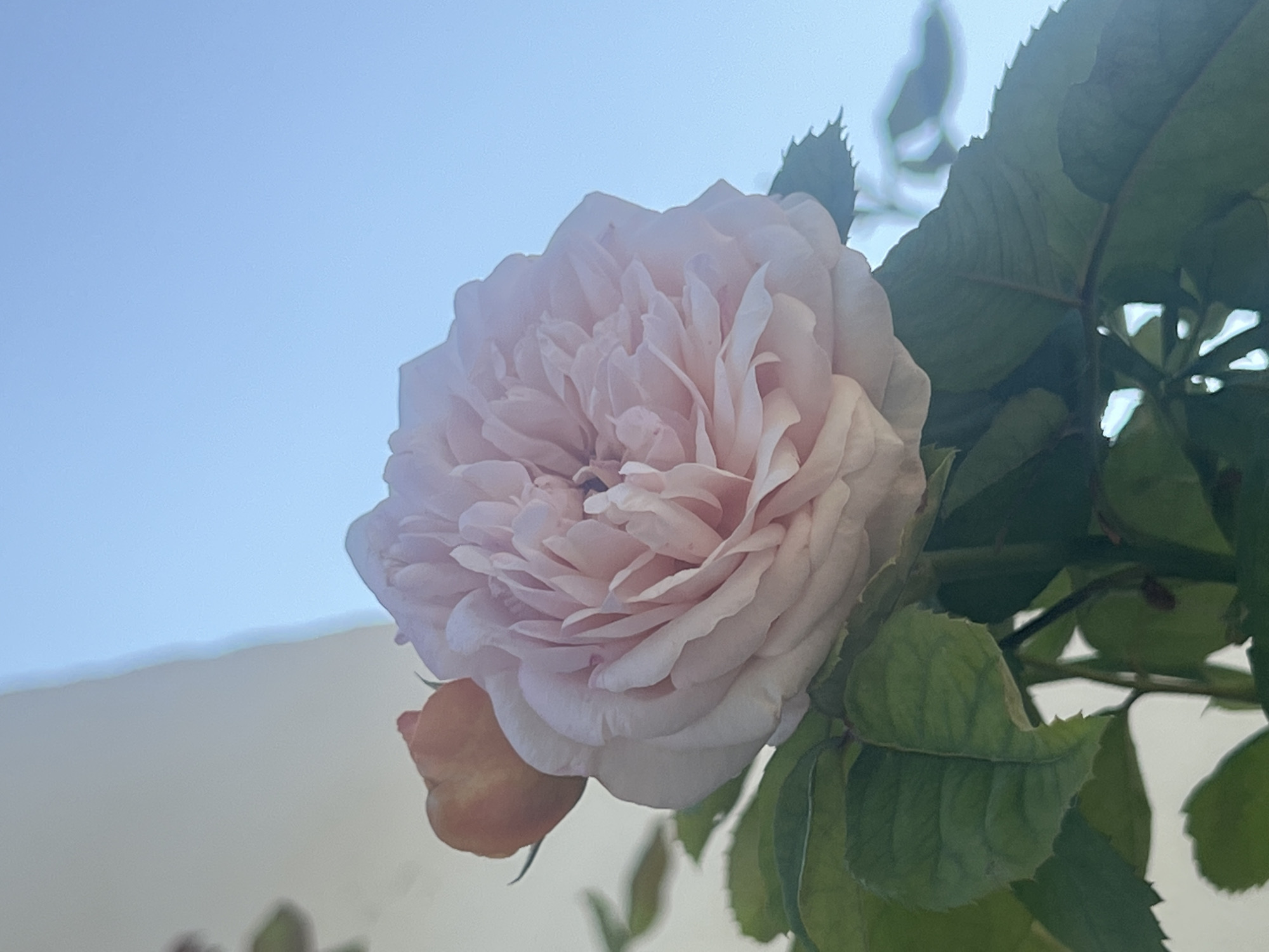 A close-up shot shows a light pink rose with many petals, some of which are slightly darker at the edges. A small, orange bud is visible to the left of the main rose. The rose is surrounded by dark green leaves. The background is split between a light-colored wall on the left and a clear blue sky on the right. The image was taken outdoors.