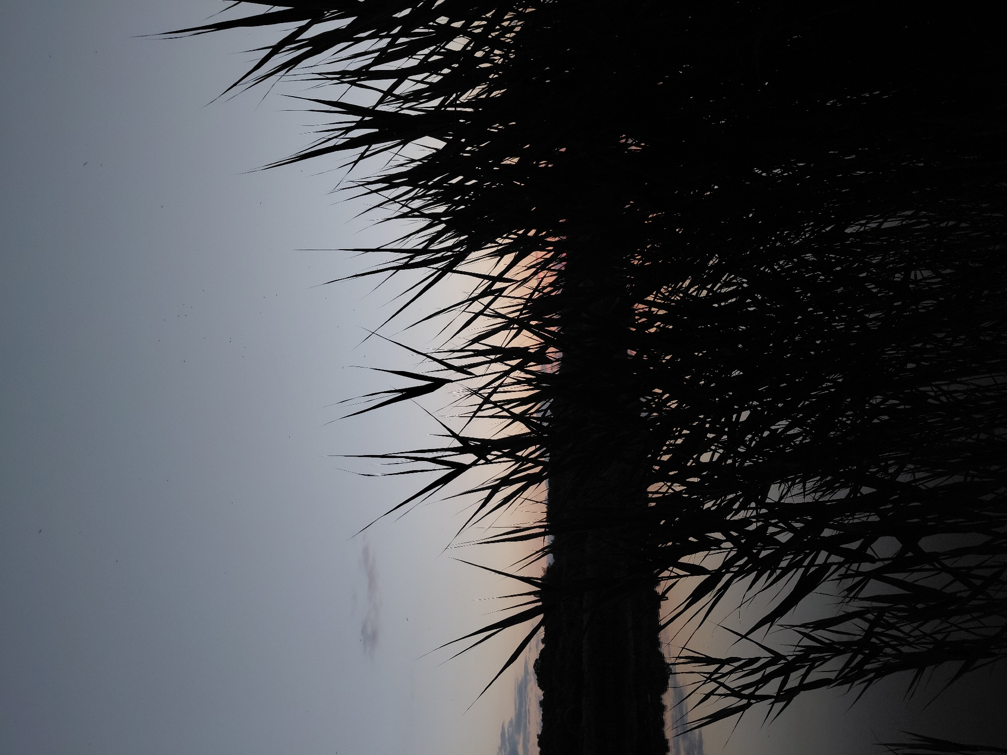 This is a vertical, low-angle, outdoor photograph taken at dusk in Ustyvytsia, Ukraine. The foreground is dominated by the dark silhouettes of tall reeds and grasses, obscuring much of the scene. Beyond the reeds, a calm body of water reflects the twilight sky and a distant, dark treeline. The sky itself is a gradient of muted blues and purples, with a faint hint of pink near the horizon. A few wispy clouds are visible, along with what appear to be small, dark specks, possibly insects, scattered across the sky. The overall atmosphere is serene and tranquil, characteristic of a quiet evening by the water. There are no people or specific man-made structures clearly visible in the image.