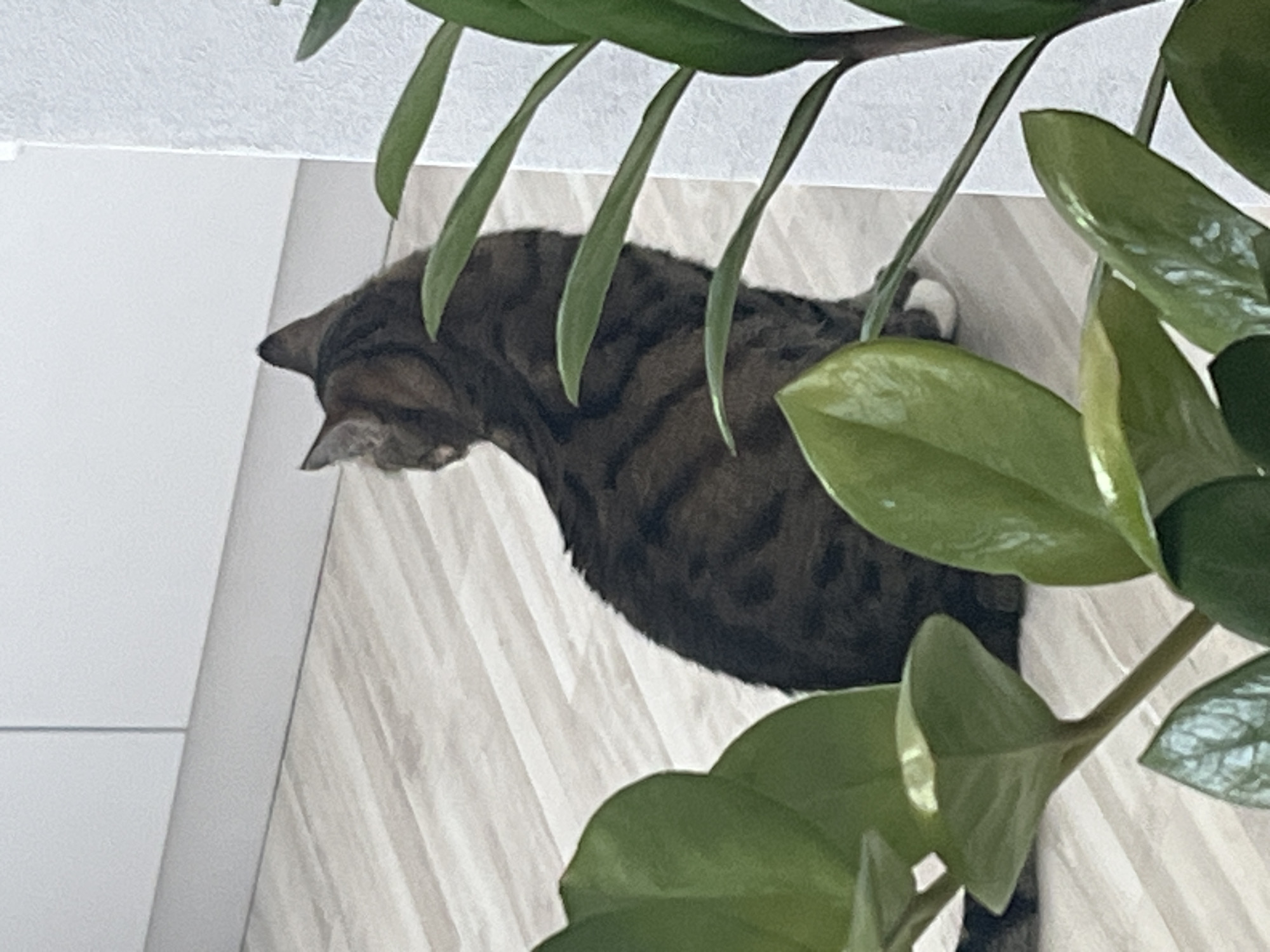 A tabby cat is partially obscured by a plant with glossy green leaves. The cat is lying on a light-colored surface that appears to be floor tiles or a similar material. The image is taken from a high angle, looking down on the scene. The background includes a white wall or structure. Location information is not discernible from the image.