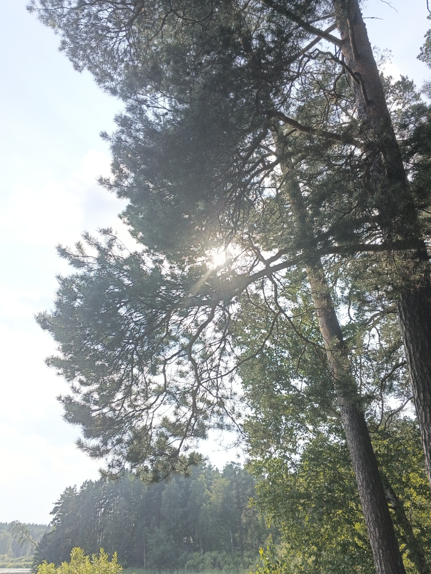 This media file captures a view of a forest canopy and a sunlit sky, likely in Sarafanovo, Russia. The primary subjects are tall evergreen trees, their branches and needles dominating the foreground and mid-ground. Sunlight streams through the dense foliage, creating a dappled effect and lens flare. In the background, a more distant, darker line of trees suggests a dense forest, possibly bordering a body of water which is partially visible at the bottom left.
The scene depicts a natural setting, likely during daytime. The bright sunlight and clear sky indicate fair weather, and the lush green of the foliage suggests a warmer season, possibly summer. The overall mood is serene and natural, with the sun's rays adding a touch of warmth and dynamism. There are no visible people or man-made objects. The specific location cues like the type of evergreen trees and the general landscape are consistent with a Russian forest environment. No text is visible in the media.