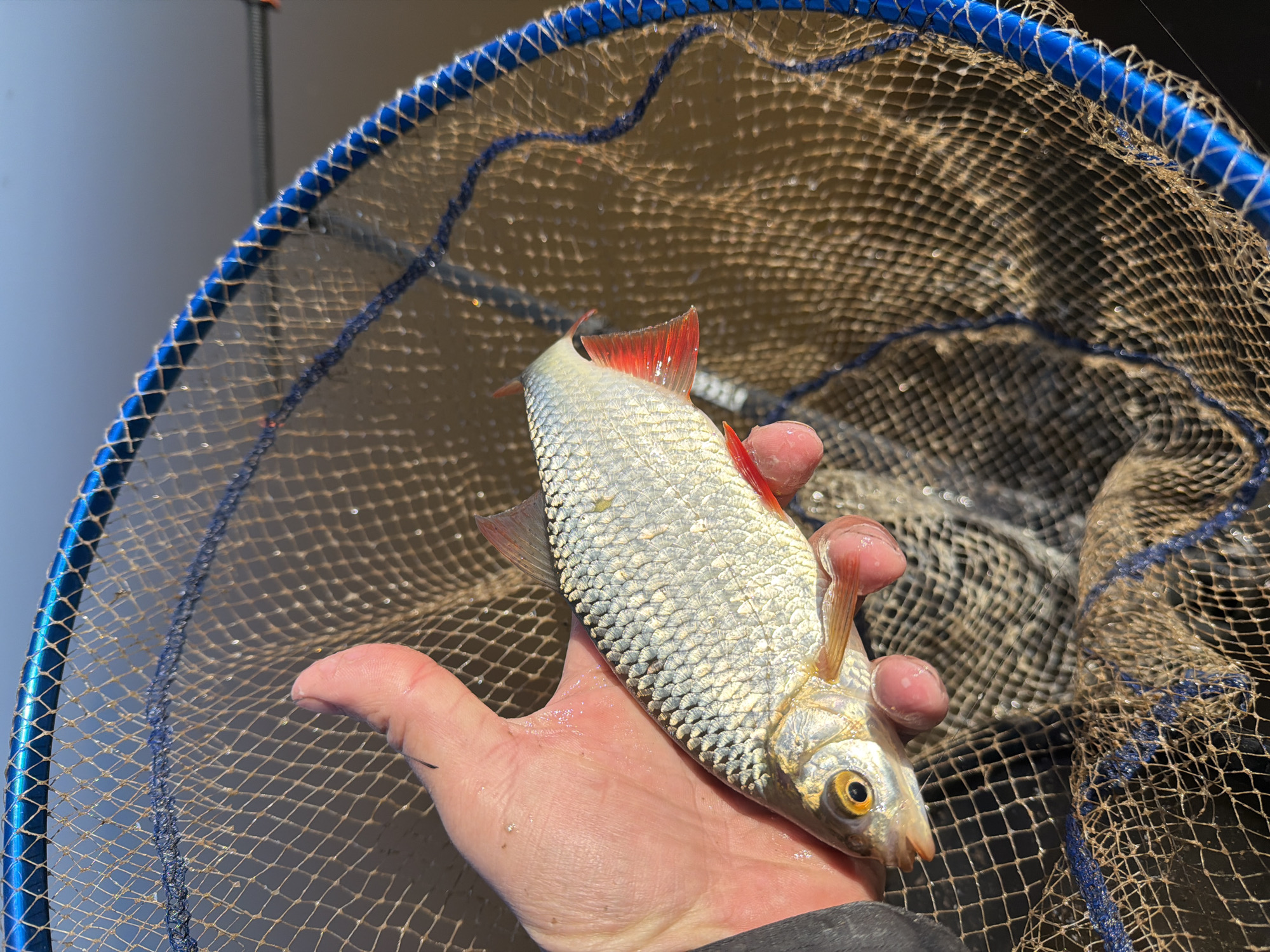 A medium shot captures a person holding a small fish, likely a rudd, in their palm, presented against the backdrop of a fishing net. The fish, with its silver scales and distinct red fins, is the central focus of the image. The person's hand, appearing slightly wet, clutches the fish gently. The fishing net, with its blue rim and meshed interior, creates a blurred background. The surrounding environment implies an outdoor setting, possibly near a body of water. There is no evidence to confirm the location is Chaykovsky, Russia.