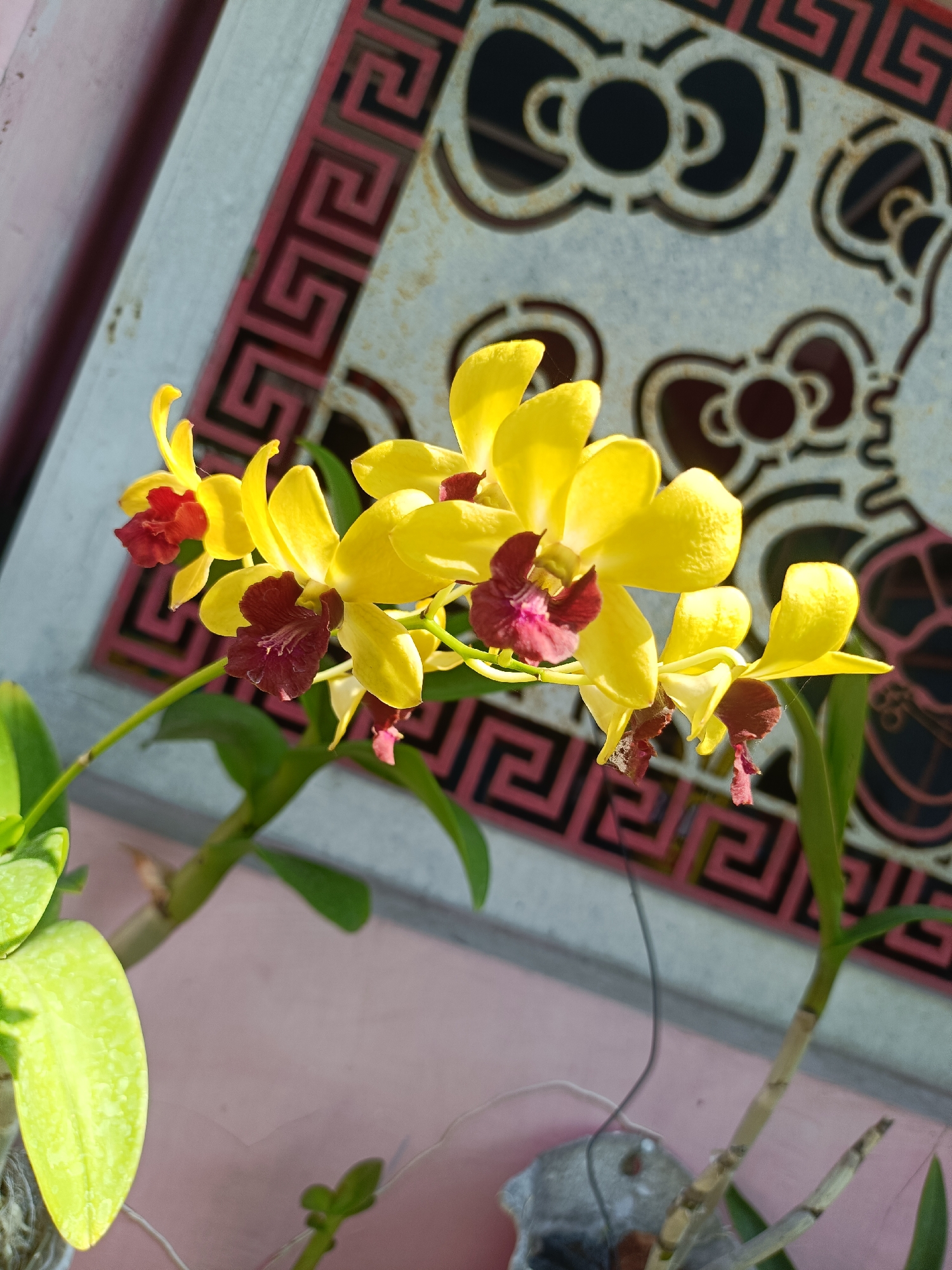 A close-up, eye-level shot captures a cluster of yellow orchids with dark red centers, their petals softly illuminated by natural light. The orchids are in bloom and appear to be part of a larger plant, with green leaves visible in the foreground and background. Behind the flowers, a decorative screen with a repeating Greek key pattern in red and black is set against a light gray metallic background. This screen has cutouts in the shape of Hello Kitty's head and bow. A pink wall forms the backdrop for the scene. The overall impression is of a well-maintained decorative display, possibly in a home or garden setting.