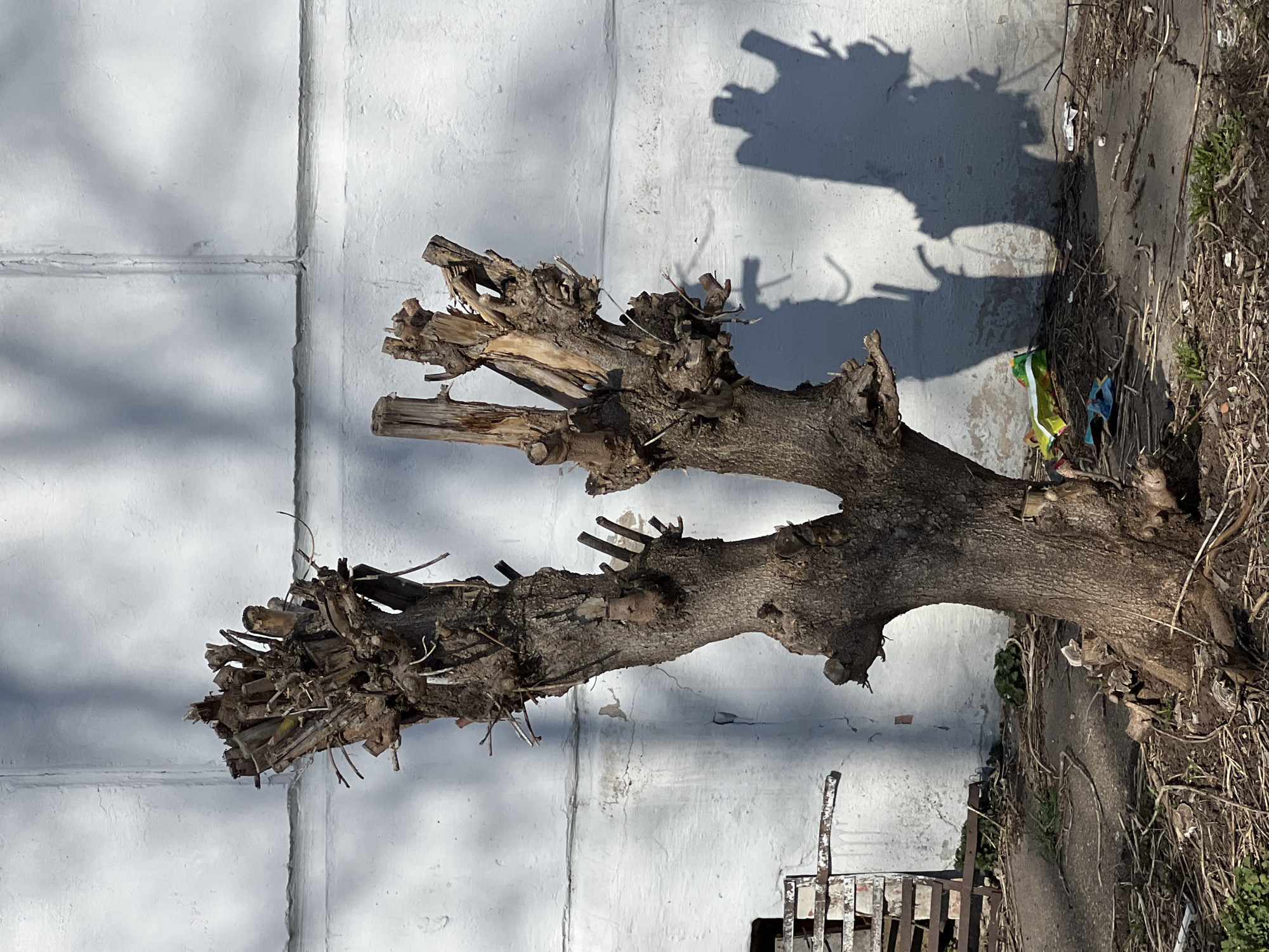 A discarded tree branch is lying on the ground near a white, concrete wall. The location appears to be an urban area in Chaikovsky, Russia, based on the visual characteristics and geographical context. The branch is bare, with multiple cut ends, suggesting it was recently pruned. Debris and vegetation are scattered around the base of the branch. A metal grate is visible near the bottom of the frame. The wall behind the branch is textured with distinct vertical and horizontal lines. The lighting conditions suggest a sunny day, as evidenced by the distinct shadow of the branch cast upon the wall. Litter, including plastic bags, is also present.