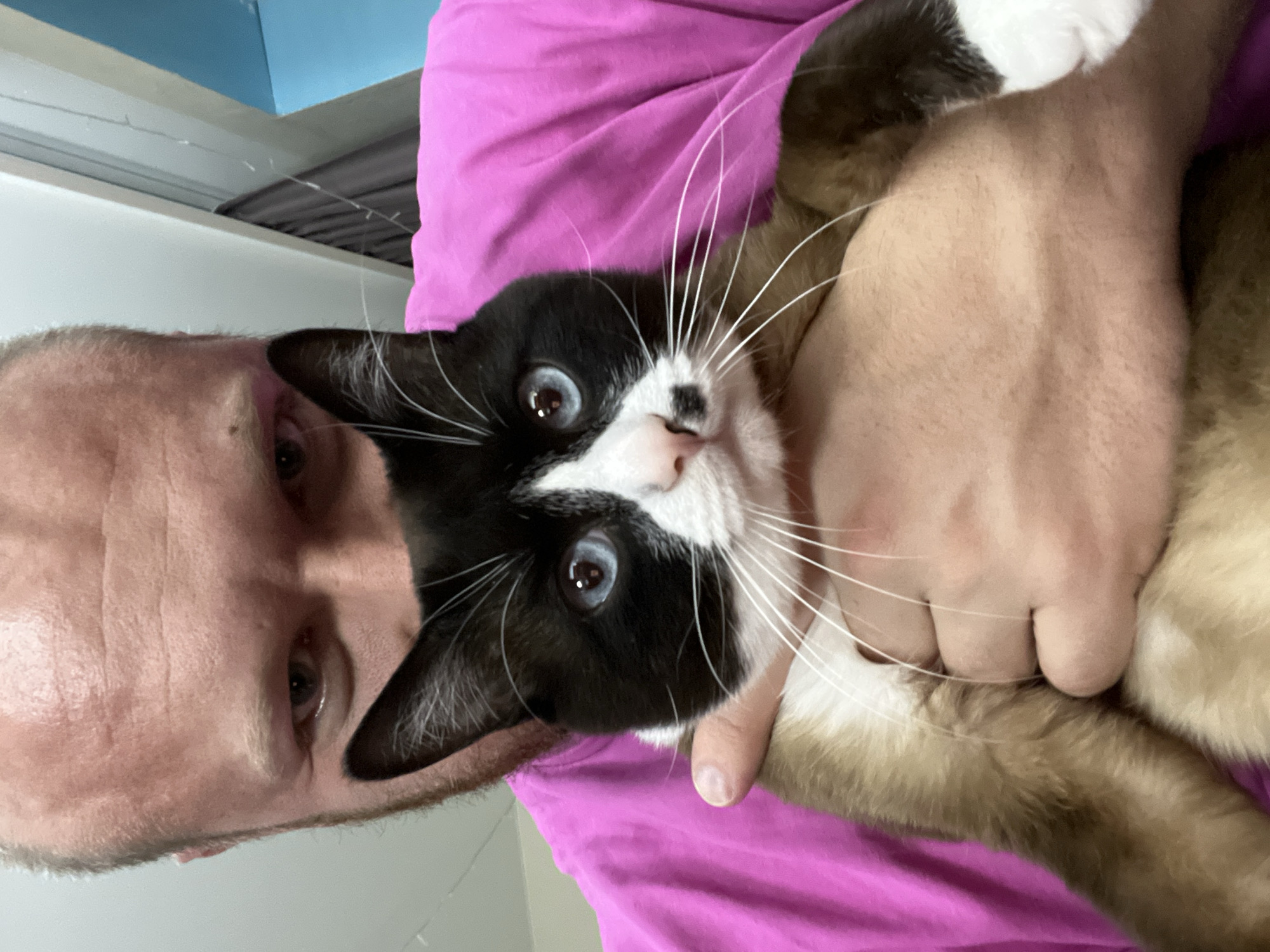 The image presents a close-up indoor scene featuring an adult male holding a cat. The male's upper face, including his light-skinned forehead with visible lines, partially obscured eyes, and short light-colored facial stubble, is visible above the cat. He wears a bright pink t-shirt. His hands are observed supporting the cat's body. The cat is a bi-color breed, characterized by a black mask covering its face and ears, a white muzzle with a distinct black spot on its right upper lip, prominent bright blue eyes, and long white whiskers. Its fur pattern includes white on the chest and paws, transitioning to tan/brown tones on its legs and lower body. The cat is held facing forward, looking directly towards the viewer. The background is out of focus, indicating an indoor setting with elements such as a white ceiling line or window frame, a dark gray curtain or fabric section, and a distinct light blue wall area. The image provides no visual indicators to confirm a specific location within the city of Noviy, Russia.