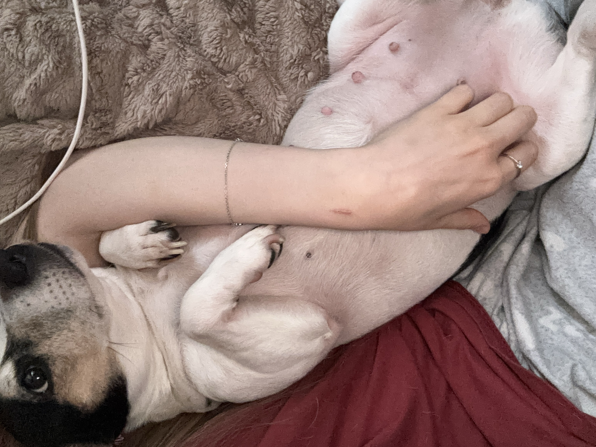 The image shows a close-up, overhead view of a white and tan dog lying on its back, being held by a person's arm. The dog's belly is exposed, with several small, pinkish bumps visible. The person's arm is draped over the dog, and their hand is resting on the dog's stomach. The dog appears to be a small breed, possibly a Jack Russell Terrier. The scene is indoors, with a textured brown blanket visible in the background. There is no indication of the city of Vsevolozhsk, Russia, in the image.