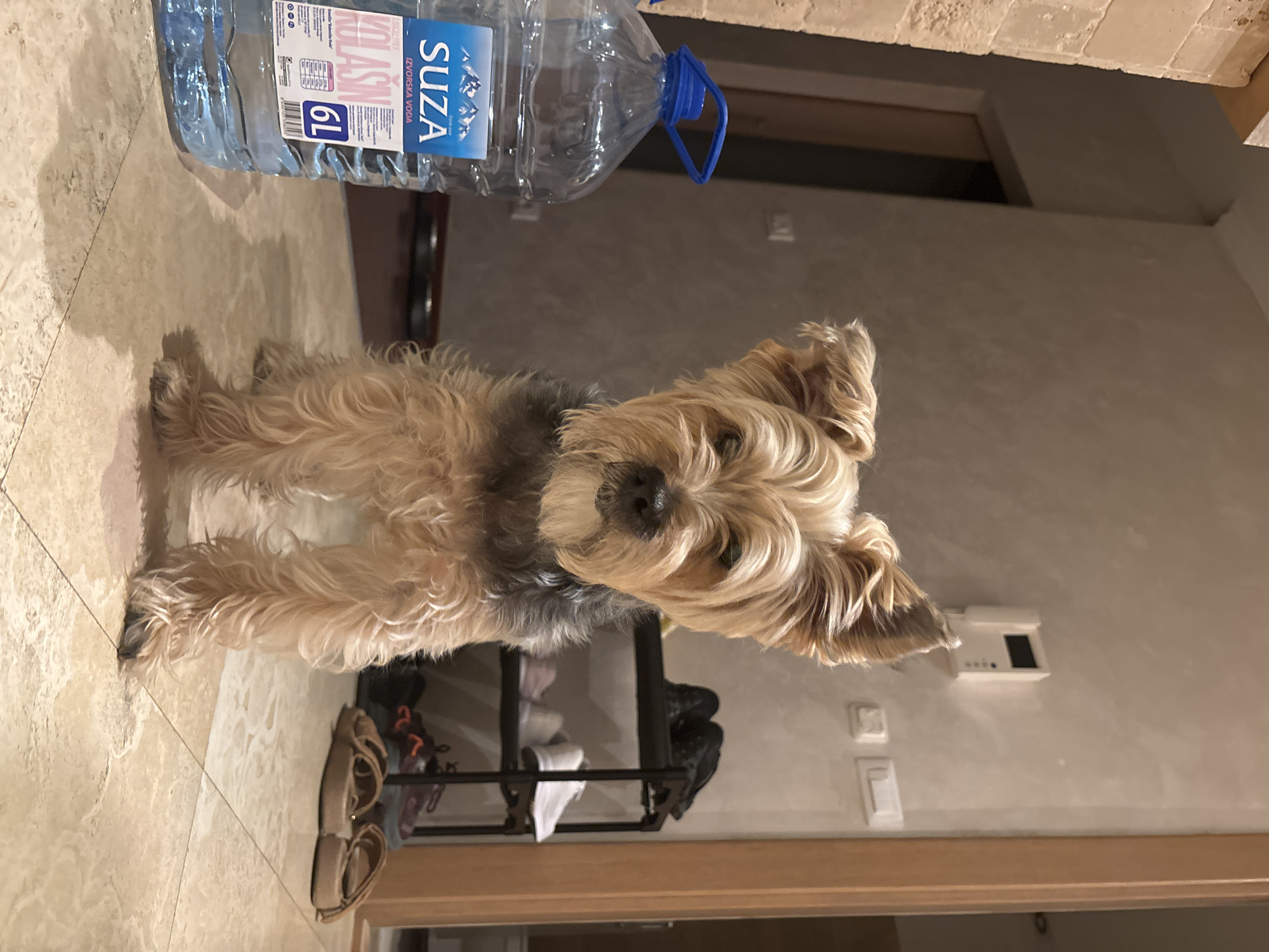 A yorkshire terrier stands on a tiled floor in front of a large bottle of "Suza" brand mineral water. The dog is light brown and tan with dark grey markings on its back and ears. The bottle of water is clear plastic with a blue cap and label. In the background, a shelf unit holds several pairs of shoes, and a white intercom system is mounted on the wall. To the left of the dog, a portion of a beige stone wall is visible. The overall environment appears to be indoors, likely a home or establishment, and the lighting suggests it is daytime.