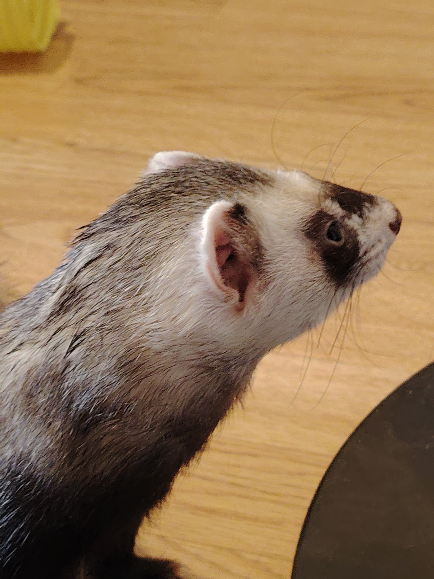 A close-up, eye-level shot features the head and upper body of a ferret lying on a wooden surface. The ferret is facing to the right, with its head slightly tilted upwards. Its fur is a mix of brown, gray, and white. The background is a plain wooden floor with a blurred yellow object in the upper left corner. There is also a dark, curved object in the lower right corner, partially obscuring the ferret. The lighting is natural and casts subtle shadows.