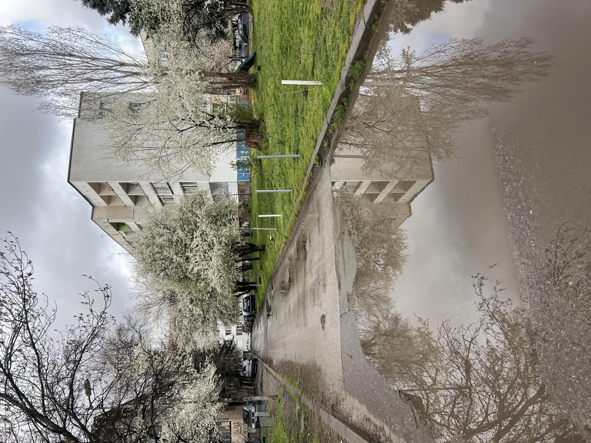 The image shows a street scene in Sofia, Bulgaria, with a large puddle reflecting the surrounding environment. A multi-story concrete building stands on the left side of the street, partially obscured by flowering trees. A grassy area with a playground is visible in front of the building. The street is wet and reflects the building and trees, creating a mirror image effect. Parked cars are visible along the street. The sky is overcast.