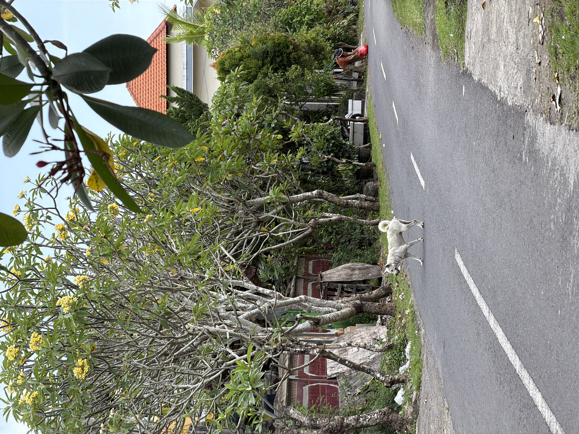 A medium-shot image depicts a road in North Kuta, Indonesia. The road has a gray asphalt surface with a dotted white line marking the center. A cream-colored dog with a collar stands on the road, facing away from the viewer. The roadside is lined with greenery, including trees with yellow flowers, shrubs, and grass. Behind the trees, there's a red-tiled roof of a building visible. Further back, there are more trees and plants, and a man is seen tending to the area.