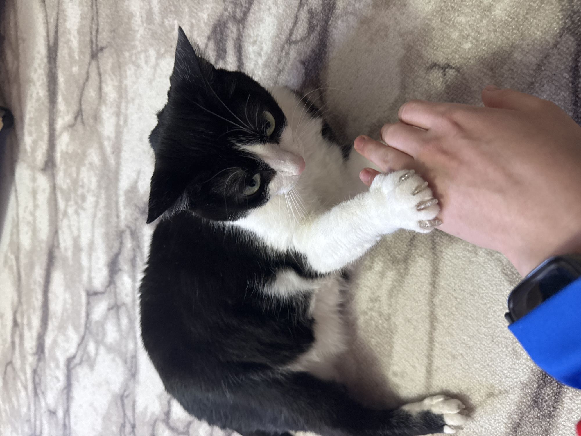 A black and white cat lies on a beige and white patterned surface. The cat is gripping a person's hand with its claws extended. The person's arm and a smartwatch with a blue band are visible in the lower right corner. The location is not discernible from the image.
