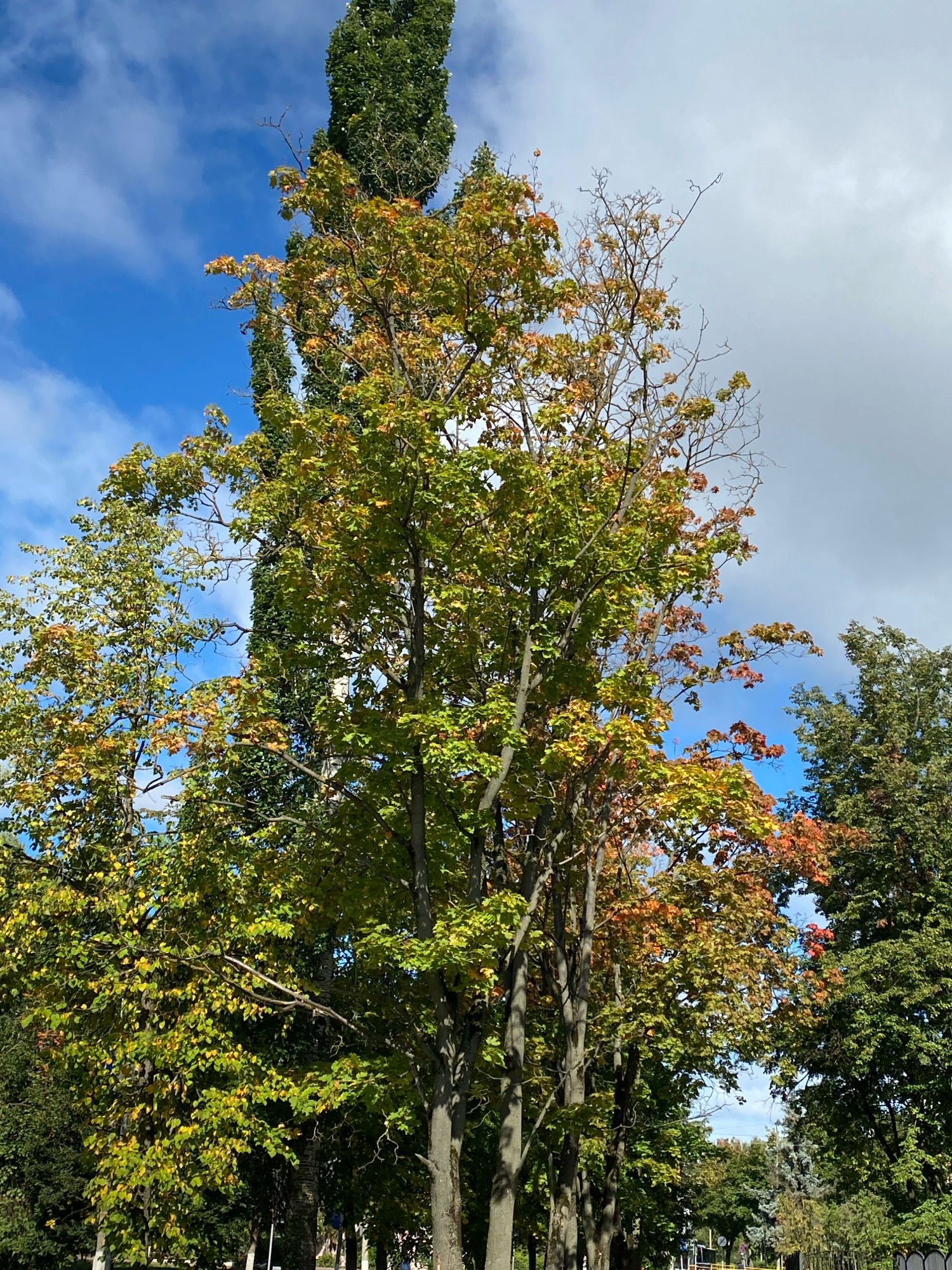 In Ivanteyevka, Russia, this outdoor scene captures a collection of trees under a partly cloudy sky. The foliage on the trees exhibits a mix of green, yellow, and autumnal reds, indicating the season is changing to fall. The trees vary in height and density, with some appearing fuller than others, and one notably tall, slender evergreen tree stands prominently behind a larger deciduous tree. The background shows a hint of distant greenery and a power line. The lighting suggests it is daytime.