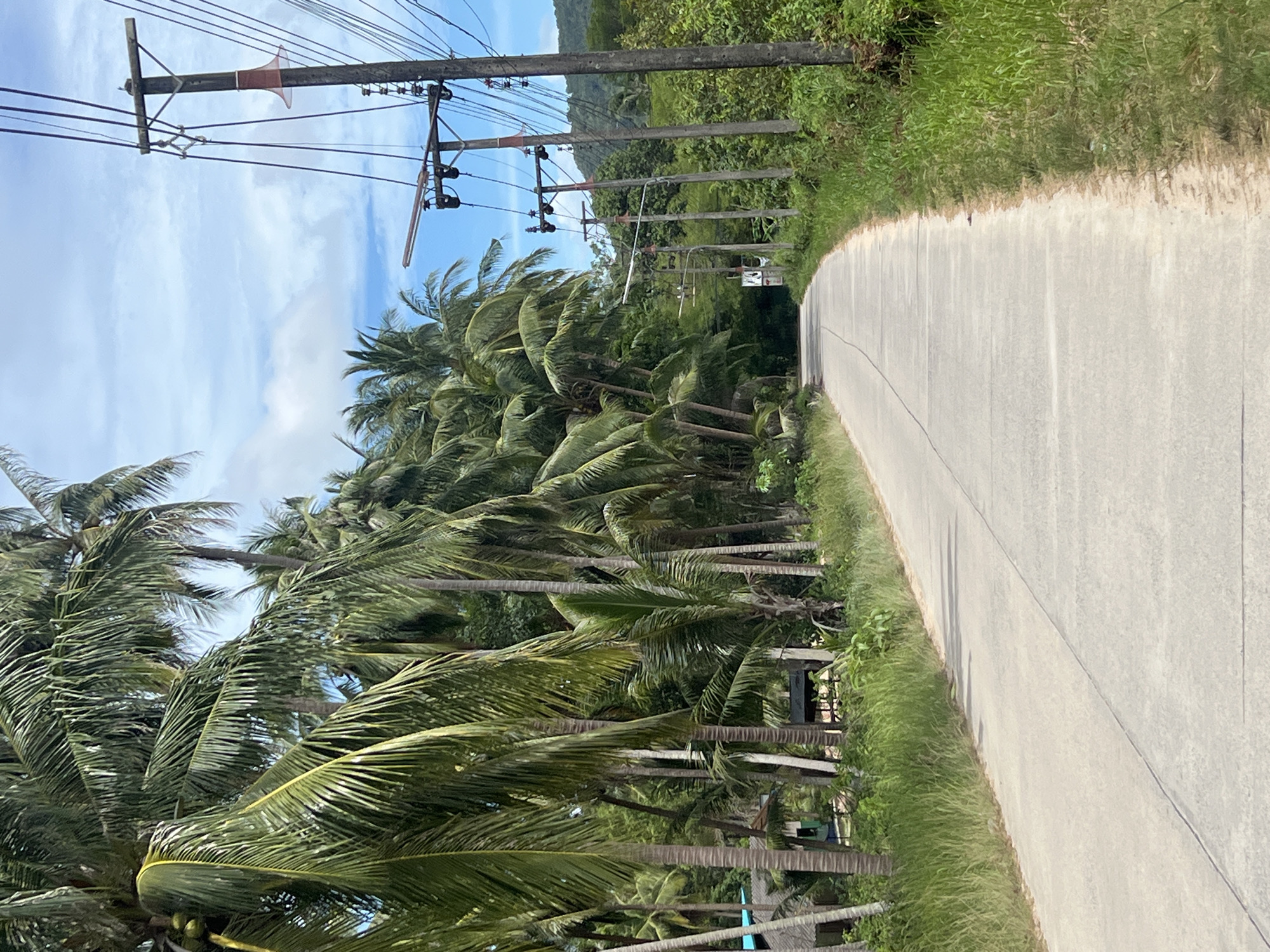 The image depicts a paved road curving through a lush tropical environment. On the left side of the road, a dense grove of palm trees with their fronds swaying is visible, suggesting a breezy day. Beyond the palm trees, more vegetation and a hillside can be seen in the distance. On the right side of the road, the grass grows tall and wild, bordering the paved surface.
Several utility poles with numerous wires stretch across the upper part of the image, running parallel to the road. One of the poles has a distinctive conical, reddish-orange object attached to it, possibly a warning device or a speaker. The sky is partly cloudy with patches of blue sky visible through the clouds.
The overall scene suggests a rural or semi-rural tropical location, possibly a coastal area given the presence of palm trees. The lighting indicates it is daytime, likely late morning or early afternoon, with the sun casting shadows on the road. There are no people visible in the image. The mood is serene and natural, with the focus on the landscape and the infrastructure that services it. A small white sign with dark text is barely visible on a utility pole in the distance, but the text is not legible.