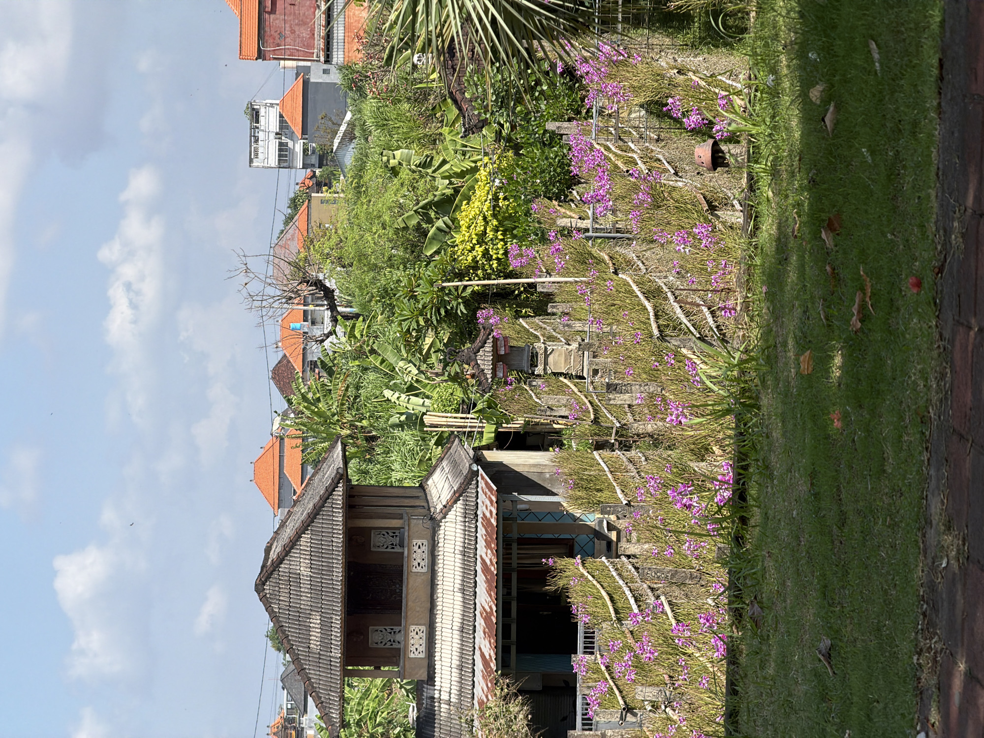 A medium shot captures a sun-drenched outdoor scene in Denpasar, Indonesia. In the foreground, a neatly manicured lawn is bordered by a brick path. Behind the lawn, a fence adorned with a profusion of delicate pink orchids and dried organic material creates a vibrant barrier. Beyond the fence, a traditional Balinese home, constructed with aged wood and featuring a multi-tiered roof, stands prominently. The house is surrounded by lush, dense tropical foliage, including large banana leaves and vibrant yellow flowers. In the background, a cluster of buildings with red-tiled roofs and other residential structures punctuate the horizon under a clear blue sky dotted with scattered white clouds. The overall impression is one of a tranquil and verdant residential area.