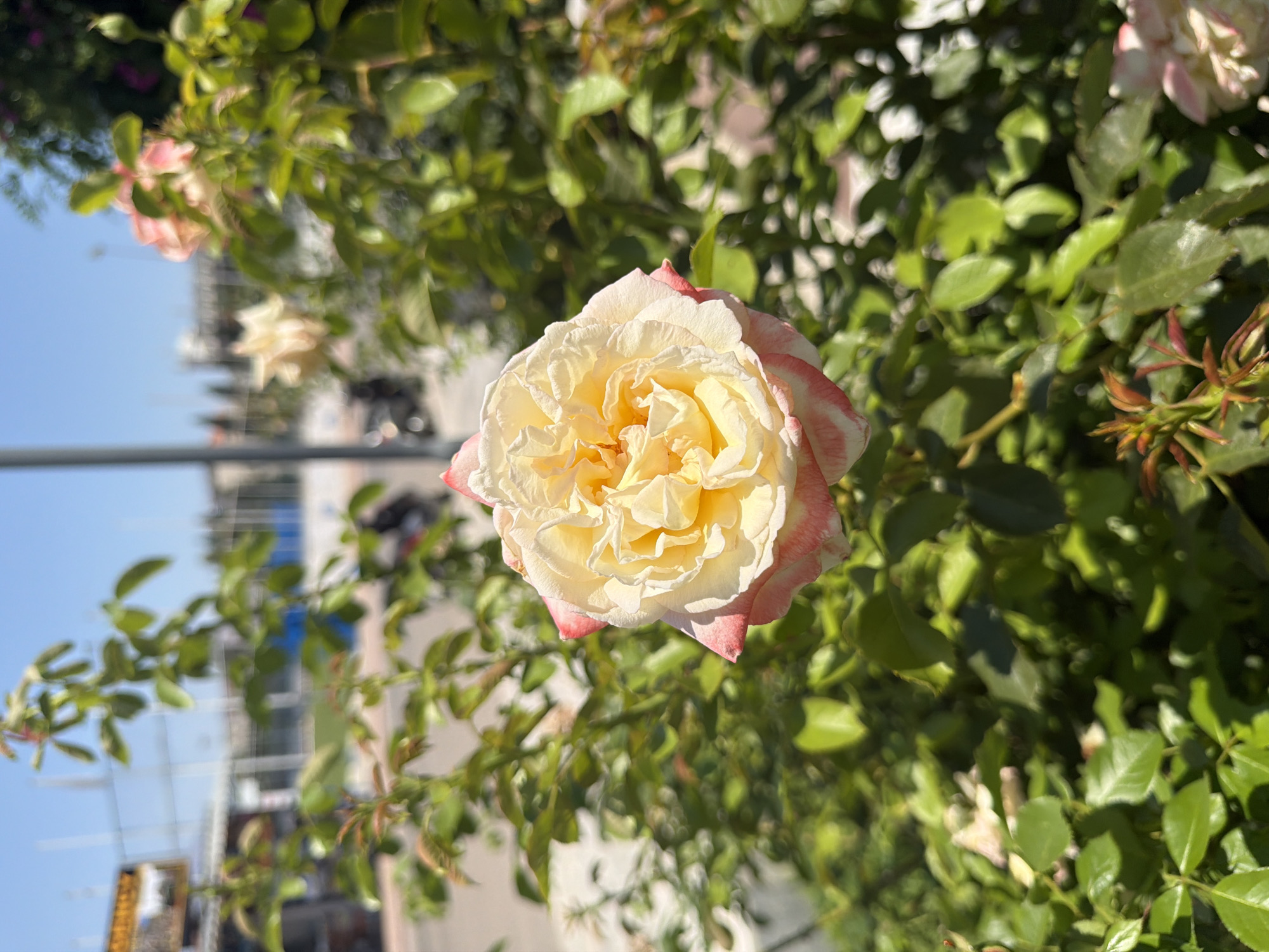 This media file depicts a close-up view of a pink and yellow rose in focus, with a blurred background of green foliage. The rose is the primary subject, its petals displaying a gradient of color from a creamy yellow at the center to a soft pink at the edges. The background is composed of lush green leaves and branches of a rose bush, suggesting an outdoor garden or park setting.
The image is shot in daylight, as indicated by the bright illumination and the clear blue sky visible in the upper left portion of the frame, which is out of focus. The sunlight casts gentle shadows on the rose petals, highlighting their texture and intricate layers.
In the background, some out-of-focus structures and possibly other plants can be discerned. There are hints of a fence or railing, and what might be buildings, but these are too blurred to identify precisely. The overall impression is one of a peaceful, sunny day in a natural environment. No people are visible in the frame. The focus is entirely on the delicate beauty of the rose and the surrounding greenery. There is no visible text in the media file.