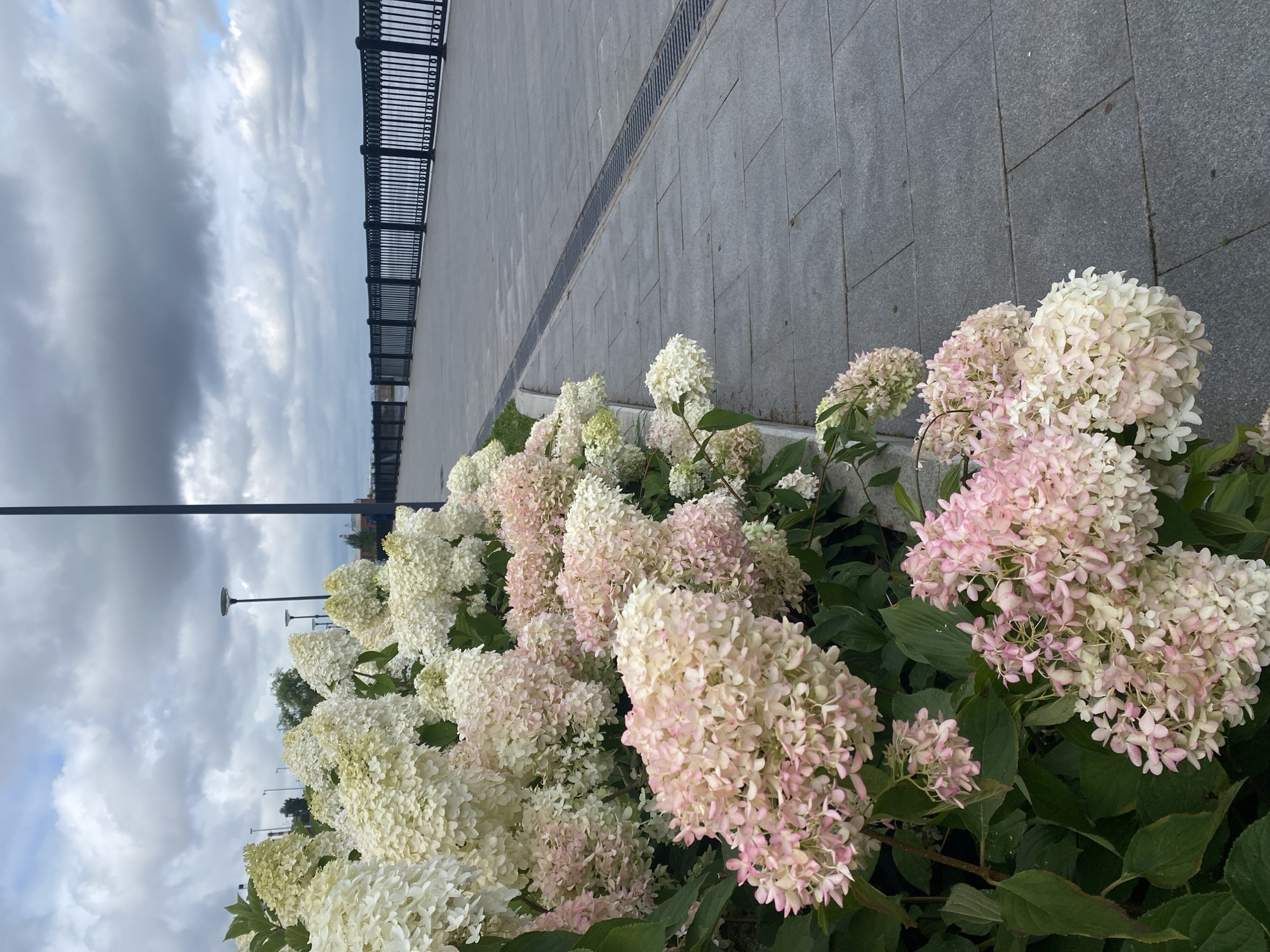 The image depicts a waterfront promenade in the city of Perm, Russia, likely on a cloudy day. In the foreground, a dense bush of hydrangeas is in full bloom, displaying large clusters of flowers in shades of white, cream, and pale pink. The hydrangeas are lush and green, with broad leaves.
The promenade itself is paved with large, grey square tiles. A dark metal grate runs along the edge of the promenade, separating it from a strip of grass. Beyond the grass is a black metal railing, characteristic of waterfront areas, which stretches into the distance along the edge of a body of water, likely the Kama River. The railing has a repeating ornate pattern.
In the background, the sky is overcast with a mix of grey and white clouds, with a hint of blue visible. A tall, dark lamppost stands on the promenade. Further down the promenade, other lampposts are visible, as well as what appear to be buildings or industrial structures on the far bank of the river. No people are visible in the image. The overall impression is one of a well-maintained public space by the water.