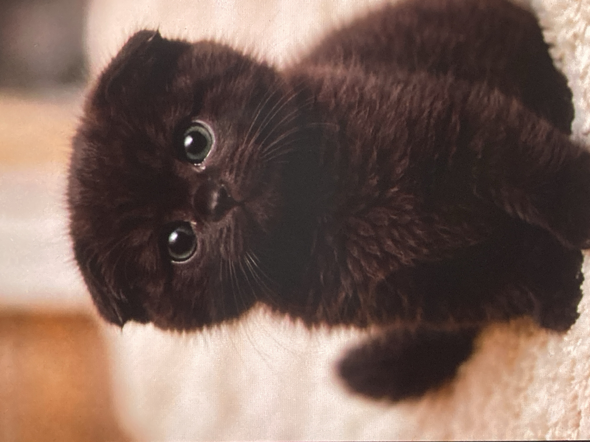 A young, dark brown kitten with large, green eyes and folded ears is sitting on a fluffy, light-colored surface. The kitten's fur appears soft and thick. A blurred, dark tail is visible to the left of the kitten. The background is out of focus and consists of warm, earthy tones. The image does not contain any information related to Ustyvytsia, Ukraine.