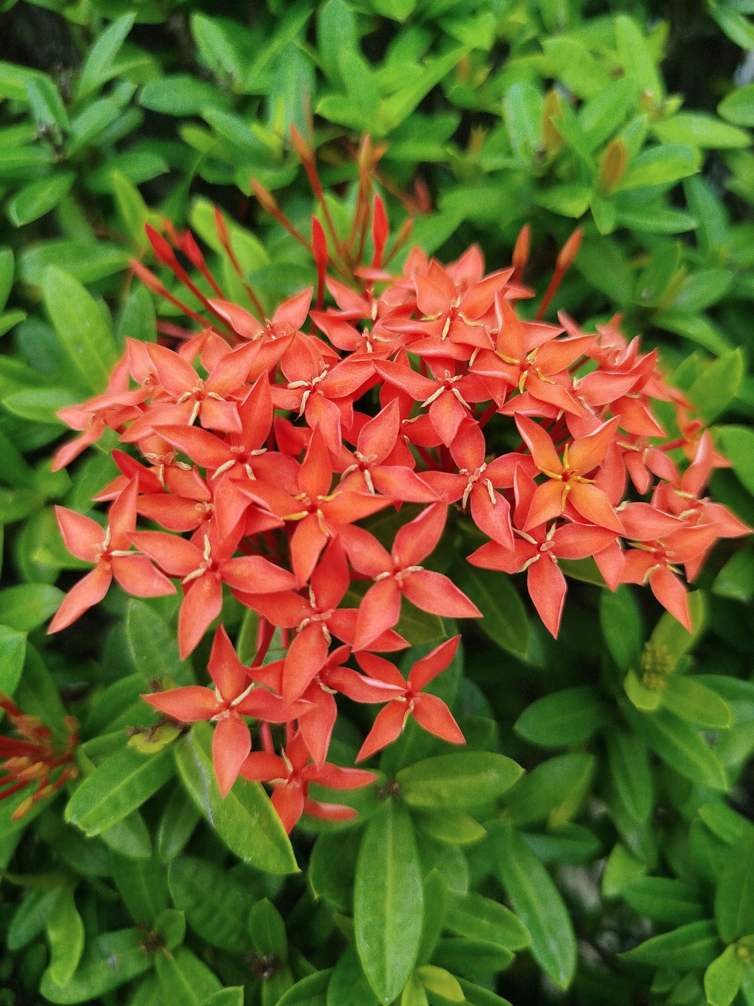 The image shows a close-up view of a cluster of bright orange Ixora flowers, also known as flame-of-the-woods or jungle geraniums, set against a backdrop of lush green leaves. The flowers are small, with four petals each, and are arranged in dense clusters. Some of the flowers are in full bloom, while others are still in bud stage, appearing as red conical tips. The leaves are dark green and appear glossy, suggesting they are healthy and well-watered. The focus is on the flowers, with the background leaves slightly blurred, creating a sense of depth. The lighting appears to be natural daylight, casting soft shadows on the petals. This scene could be found in the tropical climate of Bugangin, Indonesia, where Ixora plants are commonly grown in gardens and public spaces. There are no people, animals, or any human activity visible in the image. The overall impression is one of natural beauty and vibrant color.