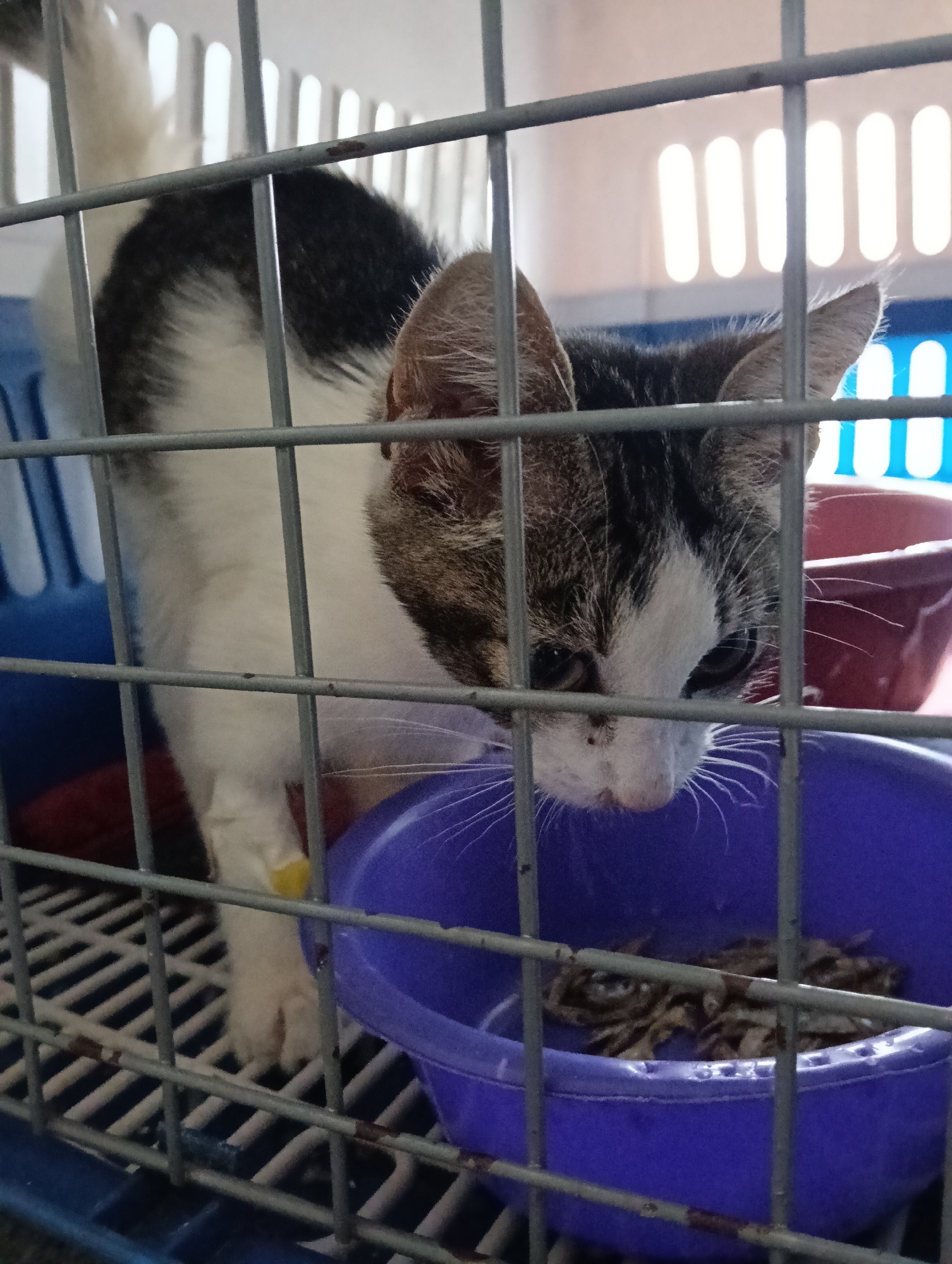 A cat stands in a metal cage, its front paws visible. The cat is white with gray-brown markings on its head and back. It peers down into a purple plastic bowl containing what appear to be fish or other small pieces of food. A yellow medical band encircles one of its front paws. A red bowl is visible behind the purple one. The cage is positioned inside what appears to be a pet carrier. The photo could have been taken in Nairobi, Kenya.