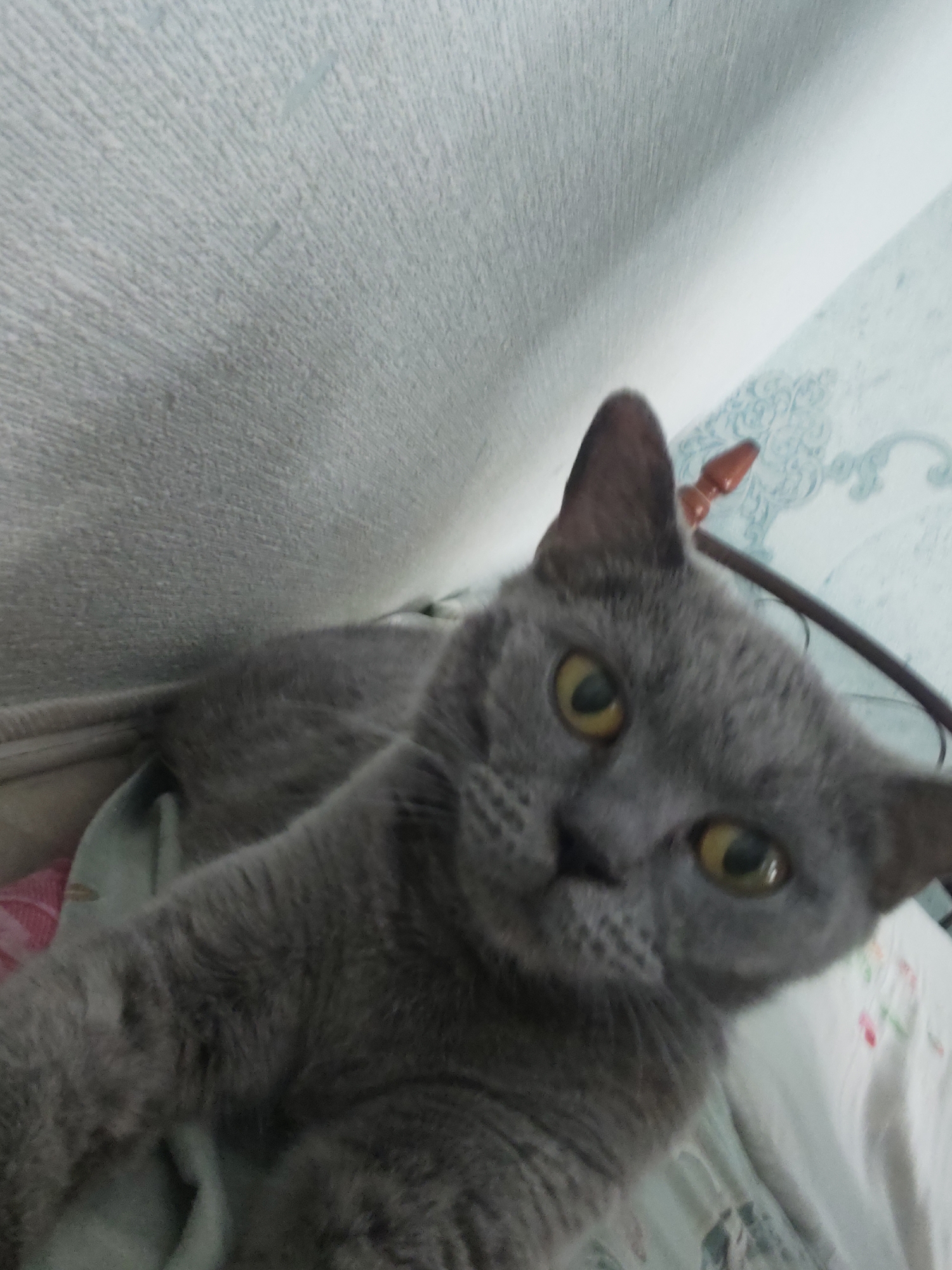 A grey cat with yellow eyes is lying on a bed with a patterned duvet. The cat is in focus, and its head is turned towards the camera, with its ears perked up. The background is blurry, showing a textured wall and a patterned wallpaper. The overall scene suggests a domestic environment. The image does not provide any information to identify the location in the city of Masazir, Azerbaijan.