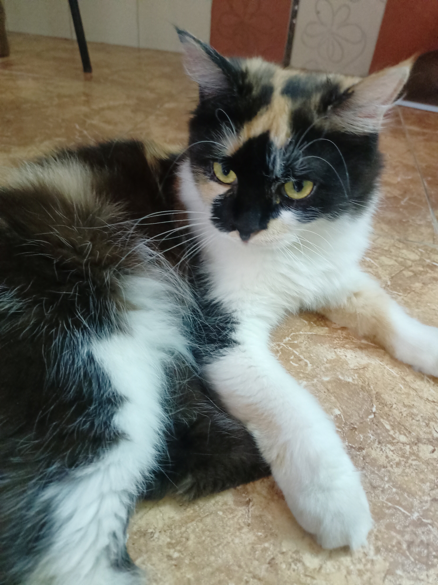 A medium shot shows a calico cat lying on a tiled floor. The cat is predominantly black, white, and orange, with distinct patches of color on its face and body. Its eyes are a striking green, and its gaze is directed towards the viewer. The cat's fur is long and fluffy, with white fur prominently featured on its chest and paws. One of its front paws is extended forward, resting on the floor. The background consists of a tiled floor with a marbled pattern in shades of beige and brown. In the upper left corner, a dark vertical object, possibly a chair leg or part of furniture, is visible. The lighting suggests an indoor setting, likely during the daytime. The cat appears relaxed and alert. There is no visible text in the image.