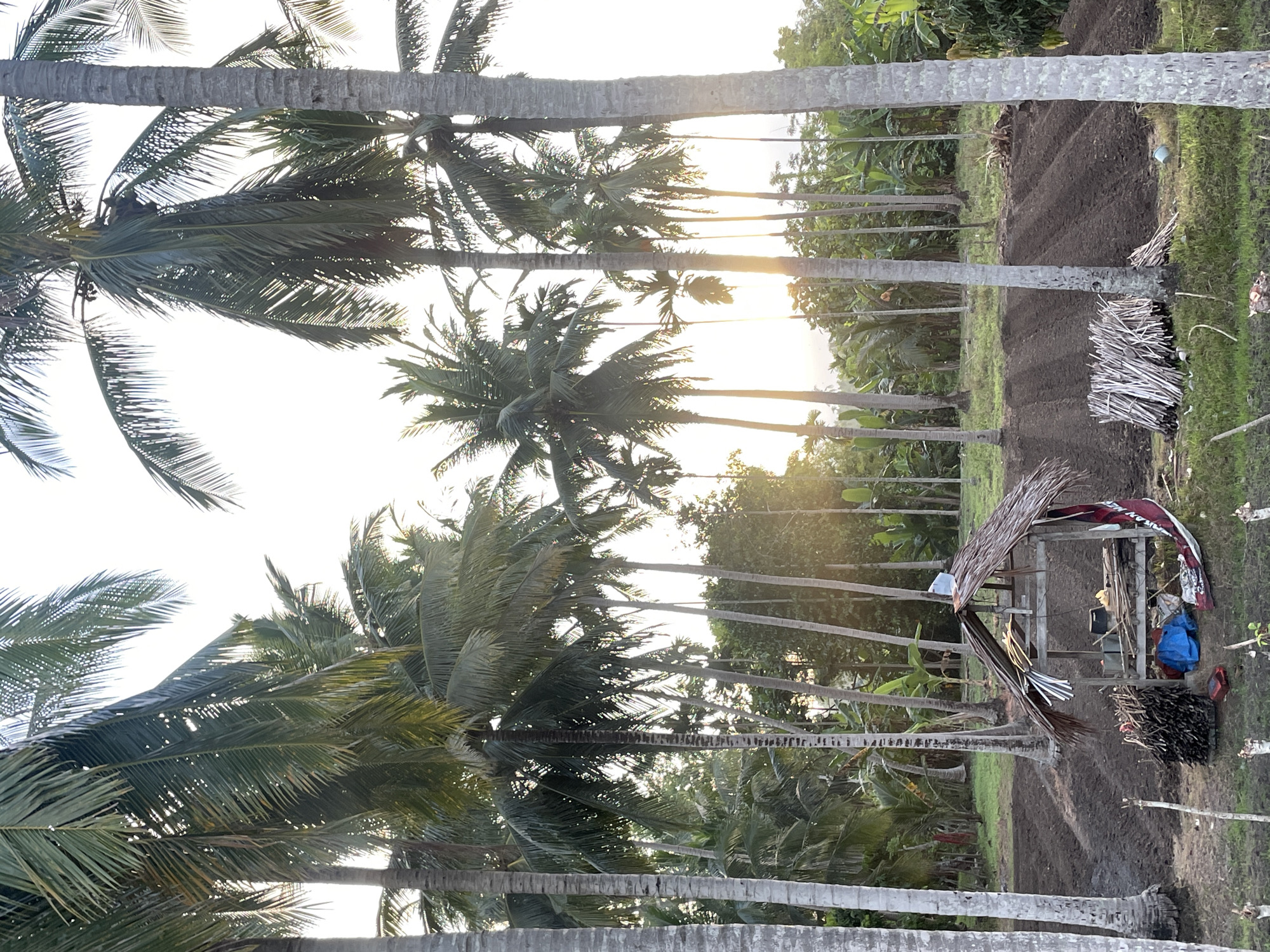 In Seukeumbrok Beurabo, Indonesia, an outdoor scene is captured under a bright sky, featuring a grove of tall, slender coconut palm trees with their fronds reaching upwards. The ground below is a mix of dark, tilled soil arranged in rows, suggesting agricultural activity, and patches of green grass. In the mid-ground, a small, open-sided shelter with a thatched roof stands. It appears to be constructed from wood and palm leaves. Inside and around the shelter, various items are visible: bundles of dry sticks, a blue tarp, some red plastic containers, and other miscellaneous objects. In the background, more palm trees and lush green foliage create a dense tropical environment. The sunlight filters through the trees, casting a warm glow on the scene, indicating it is likely late afternoon.