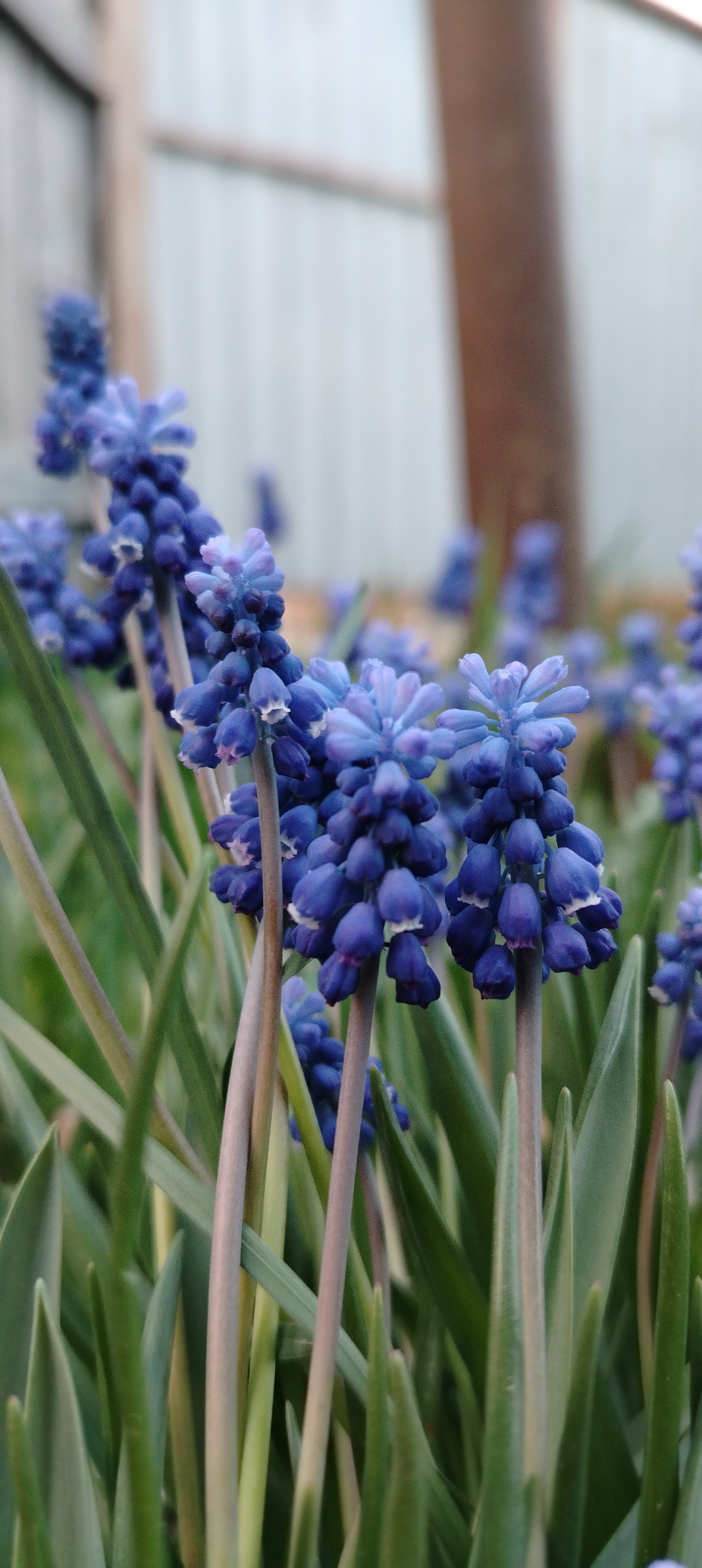The image shows a close-up of several blue grape hyacinth flowers in a garden. The flowers are in full bloom, with their characteristic bell-shaped florets densely packed on the stems. The green leaves of the plant surround the flowers, providing a contrasting background. In the background, a blurred wooden structure is visible. The photograph was taken in the city of Зипуново, Russia.