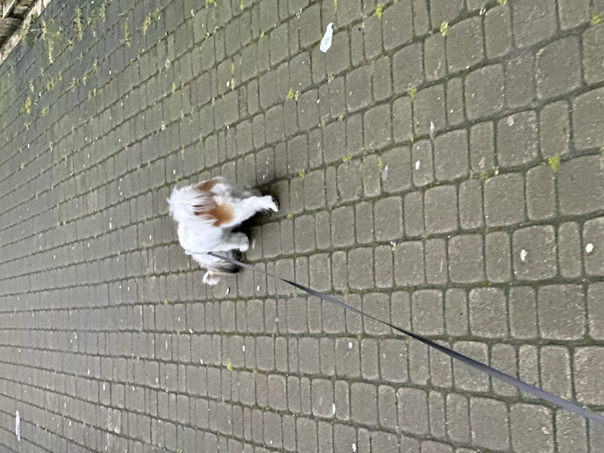 A small, white and brown dog is being walked on a gray brick sidewalk in Batumi, Georgia. The dog is on a black leash. The sidewalk is made of small rectangular bricks, some of which have small patches of moss growing between them.