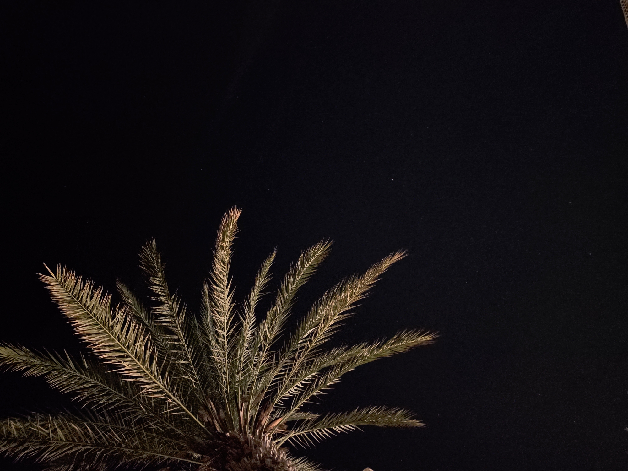A palm frond is illuminated against a black night sky. The frond is positioned in the upper left quadrant of the image and extends diagonally across the frame. The palm's leaves are long, thin, and feathery, with a slight golden hue. The background is uniformly dark, with no visible features or context beyond the isolated palm frond and a few faint white specks that may be distant stars or lights. The image lacks any indication of the city of Hlorakas Community, Cyprus.