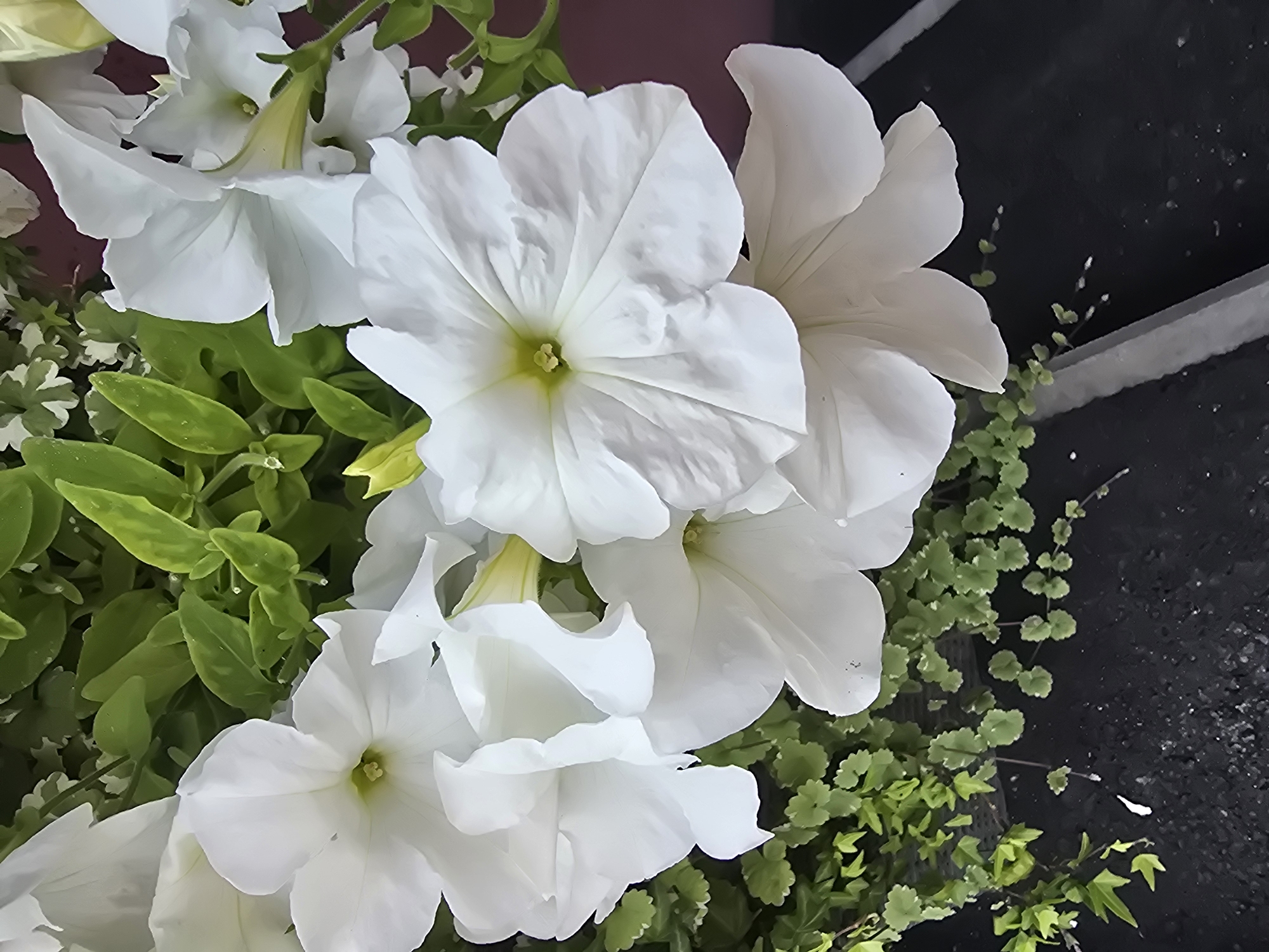 In the city of Sofiivska Borshchahivka, Ukraine, a close-up, downward-angled shot captures a cluster of white petunias. The flowers, some fully open and others partially so, display delicate, crinkled petals with pale yellow centers. They are interspersed with vibrant green foliage, which extends downwards to frame the lower portion of the image. The background is a blur of dark green leaves and a reddish-brown hue, suggesting an outdoor setting. The lower part of the image reveals a dark, textured surface, possibly pavement or a planter box, with sparse white specks.