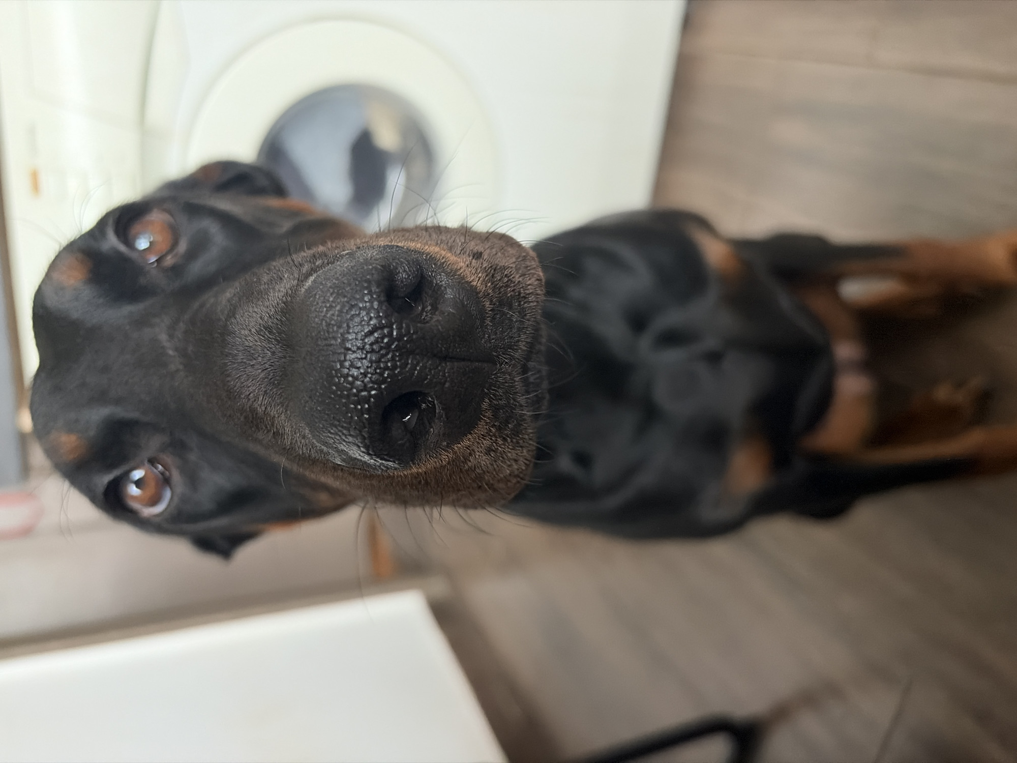 The image is a close-up shot, capturing a black and tan dog's face from a low angle, emphasizing its nose. The dog has brown eyes and is positioned against a blurred background. The background includes a white appliance with a round, reflective door, possibly a washing machine or dryer, and a wooden floor. A white object, likely a table or cabinet, is visible in the lower left corner. The overall setting appears to be indoors, possibly a home environment. There is no information in the image to suggest the location is Sofia, Bulgaria.