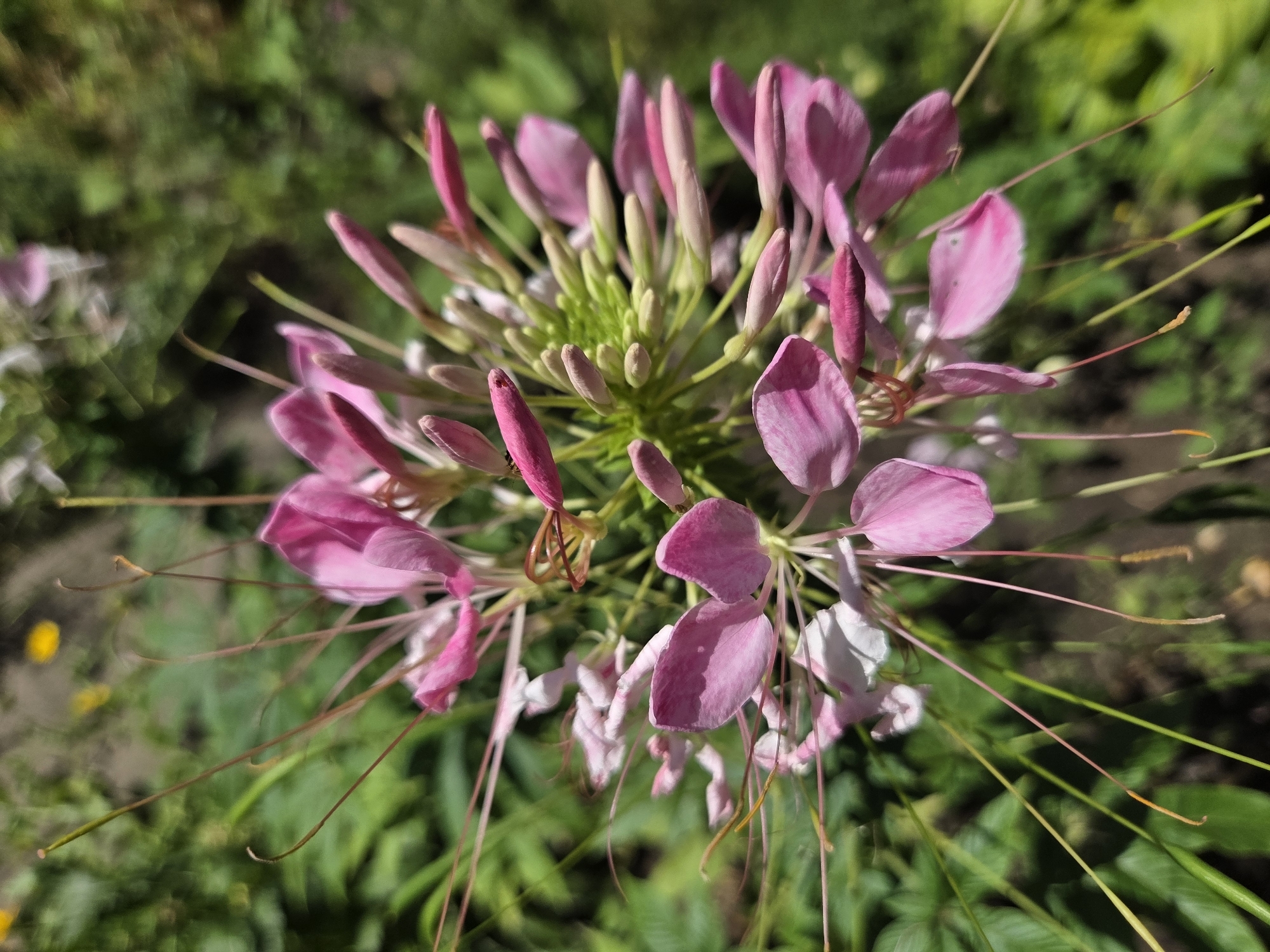 The image is a close-up, overhead shot of a cluster of pink Cleome flowers, also known as spider flowers, blooming in a garden setting. The flowers are characterized by their delicate pink petals and long, thin stamens that extend outwards, giving them a spider-like appearance. The central part of the cluster features unopened buds and green sepals. The background is a blur of green foliage, suggesting an outdoor environment. There are no people or animals visible in the image. The scene appears to be a natural or cultivated garden, likely in Ulyanovsk, Russia, given the context of the request, though the specific location within the city cannot be determined from the image alone. The lighting suggests it is daytime, with the sun casting dappled shadows.