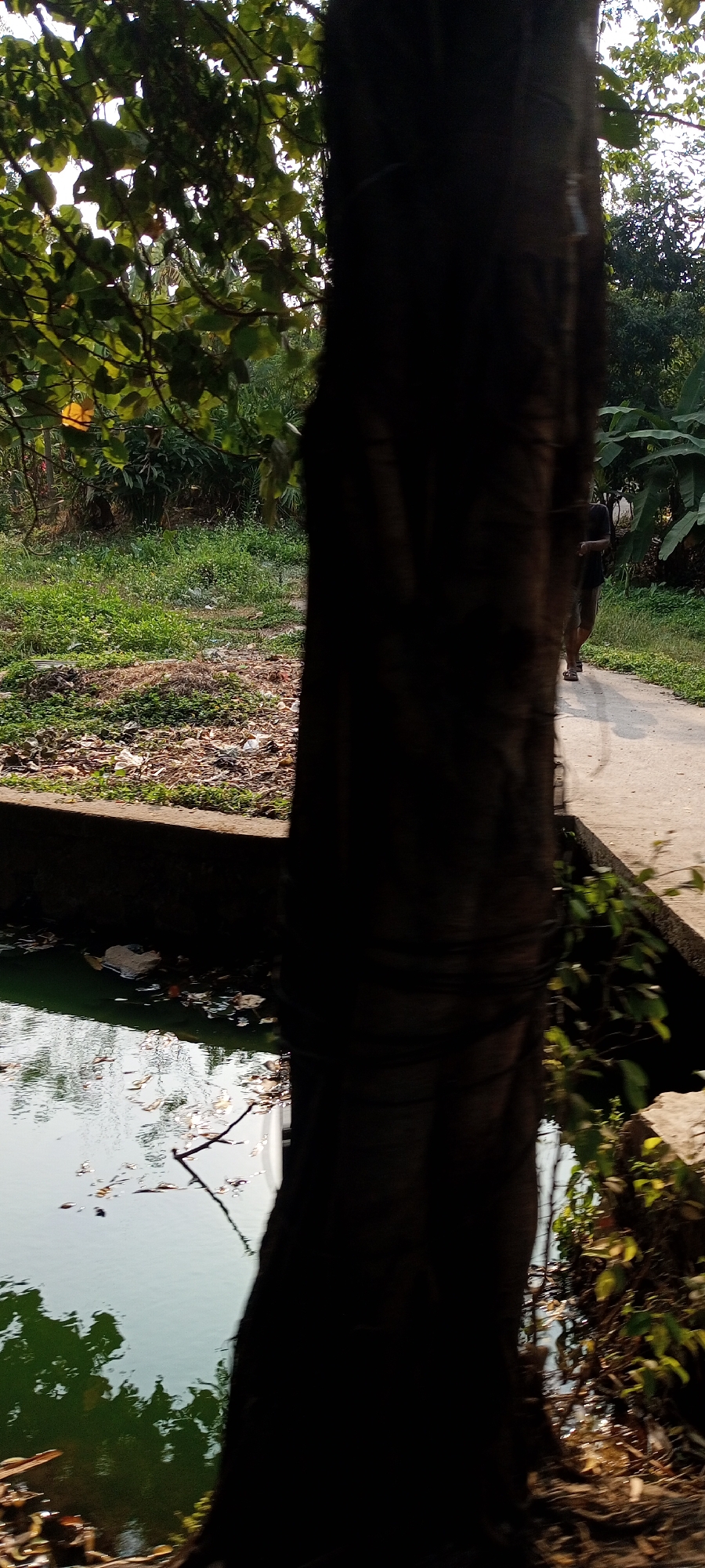 The image depicts an outdoor scene with a large tree trunk dominating the foreground. To the left of the tree, there is a body of green water with debris floating on the surface and reflections of trees. Beyond the water, there is a grassy area covered in litter, with a concrete barrier separating it from the water. In the background, a paved path runs alongside the grassy area, and a person is visible walking on the path, appearing to be moving away from the viewer. The environment suggests a somewhat neglected urban or semi-urban area, possibly near a body of water. The lighting indicates it is daytime, with sunlight filtering through the trees. The location is identified as Setu, Indonesia.