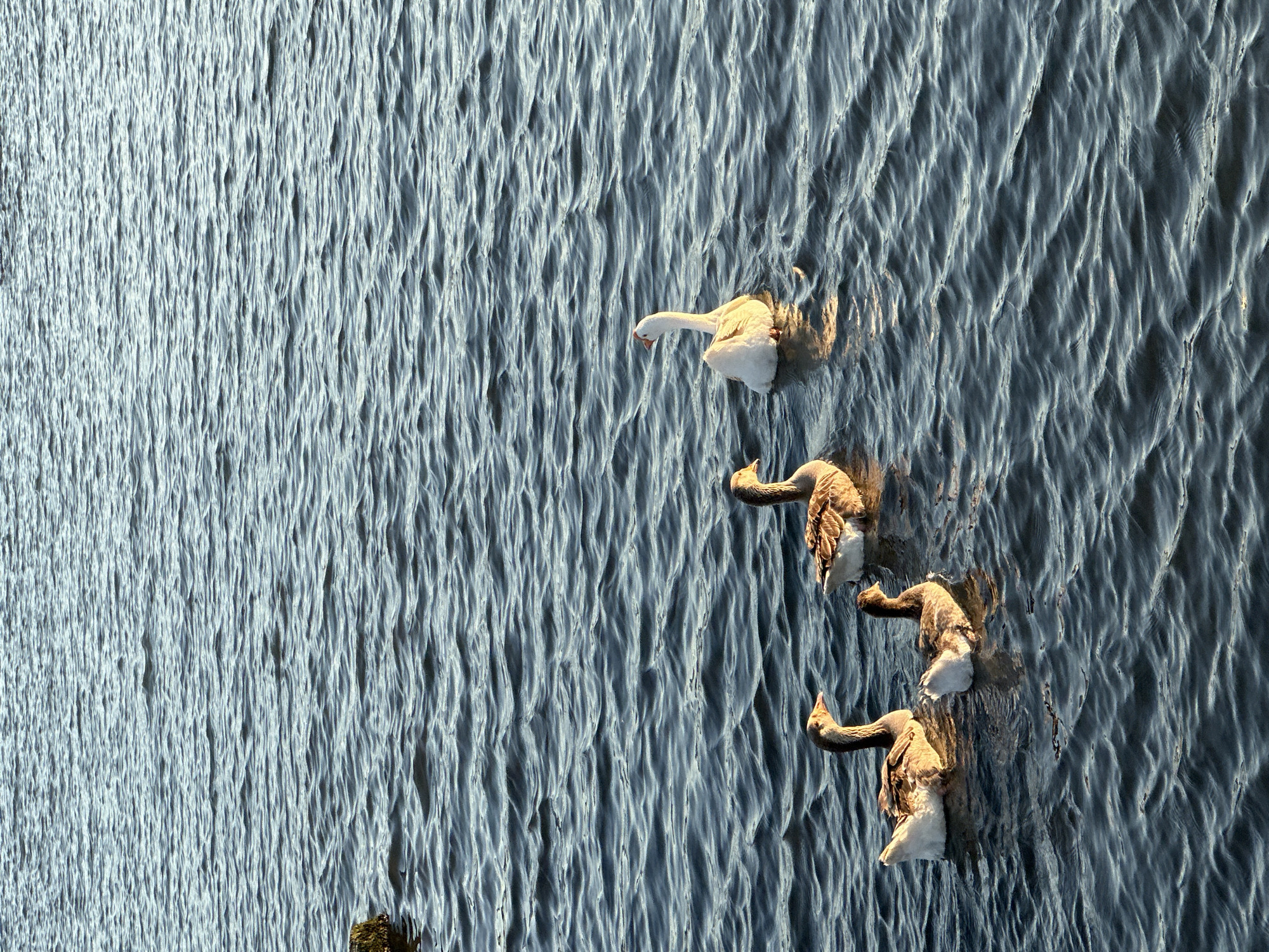 An aerial, high-angle shot captures four waterfowl swimming across a body of water, possibly in Fethiye, Turkey. The water's surface is heavily textured with distinct, parallel ripples that appear as vertical lines throughout the frame, creating an almost woven or fabric-like appearance due to the interplay of light and shadow. One white bird is positioned at the top right, while three grey and brown birds follow closely behind, swimming in a diagonal line towards the bottom right. The birds' plumage is highlighted by warm, directional light, suggesting either early morning or late afternoon. The light also emphasizes the crests of the water ripples, contributing to the detailed texture of the water. No text is visible in the image.