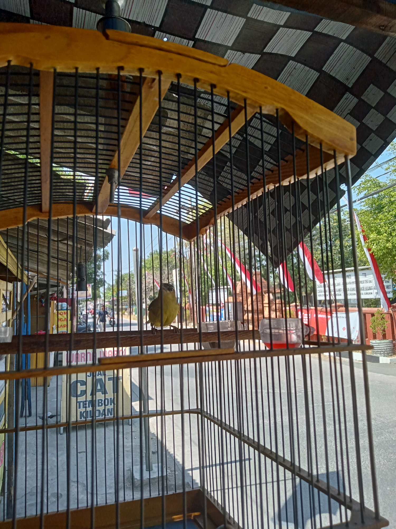 A medium shot captures a bird perched inside a wooden and wire cage. The bird, small and yellow-brown, sits on a horizontal wooden perch, facing left. The cage is positioned in the foreground, obscuring the background with its bars and wooden frame. Behind the cage, a street scene unfolds under a clear blue sky. A patterned awning, likely made of cloth or metal, extends over the area, with a checkered black and white pattern visible. Indonesian flags, red and white, hang vertically from poles in the background, suggesting a local event or display.
Several buildings and structures line the street, including what appears to be a shop with a yellow sign displaying text in Indonesian. One sign, partially visible, reads "JUAL CAT TEMBOK KILDAN," indicating a sale of wall paint. People are seen walking along the street, and a motorcycle is parked nearby, adding to the urban atmosphere. The ground is paved, and shadows of the cage bars are cast across it, indicating the direction of sunlight. A small red liquid is visible in a clear plastic cup placed on a perch within the cage. The overall impression is of a market or street vendor stall in Cirebon, Indonesia, where birds are likely sold.