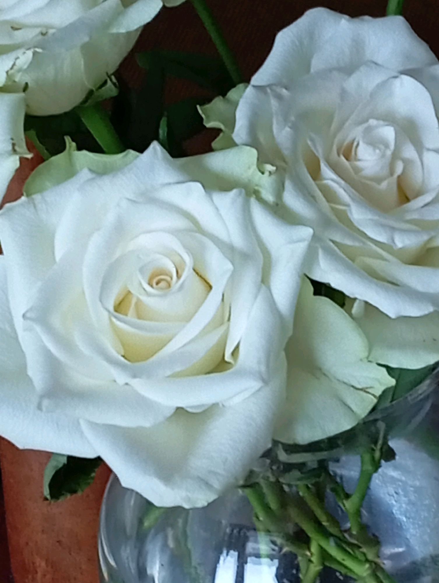 A close-up, vertical, eye-level shot captures a bouquet of white roses, likely within a glass vase. The foreground is dominated by the intricate details of several rose blossoms, their petals layered and velvety. One rose in the center is in sharp focus, revealing its tightly coiled bud and delicate, cream-colored inner petals. To its right, another rose is partially visible, its soft white petals a stark contrast against a darker background. The stems of the roses are green and appear to be submerged in water within the vase, which is made of clear glass. The overall lighting is soft and diffused, enhancing the delicate texture and ethereal quality of the flowers. The background is softly blurred, hinting at a warm, earthy tone, possibly a table or wall. The location in Baden, Austria, is not directly discernible from the image itself.
