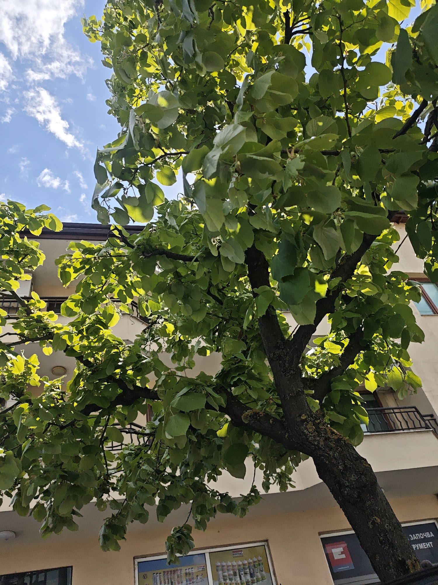 The image shows a tree with green leaves in front of a building. The building is multi-story with a balcony. There are signs on the ground floor of the building, one of which includes Cyrillic text: "ЗАПОЧВА РУМЕНТ". The sky is visible through the tree branches and shows a clear blue sky with scattered clouds. The location appears to be an urban setting.