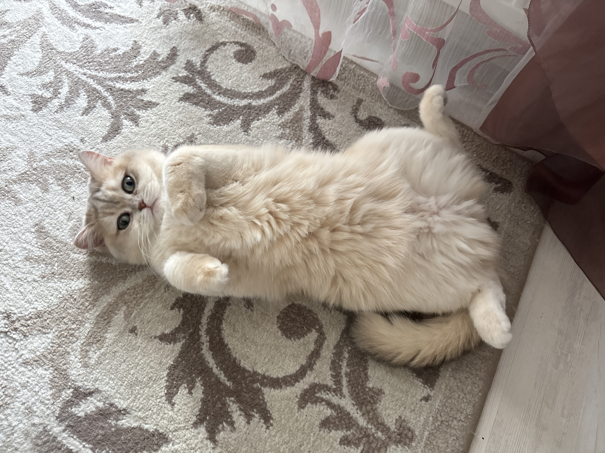 A domestic cat is lying on its back on a patterned rug. The cat has light beige fur and green eyes. It is positioned in the center of the frame, with its head on the left and its tail on the right. Its front paws are curled up near its chest. The rug is beige with a brown floral pattern. A sheer curtain with a pink floral pattern is partially visible in the top center of the image, and a wooden floor is visible in the bottom right corner. The location is Chaikovsky, Russia.