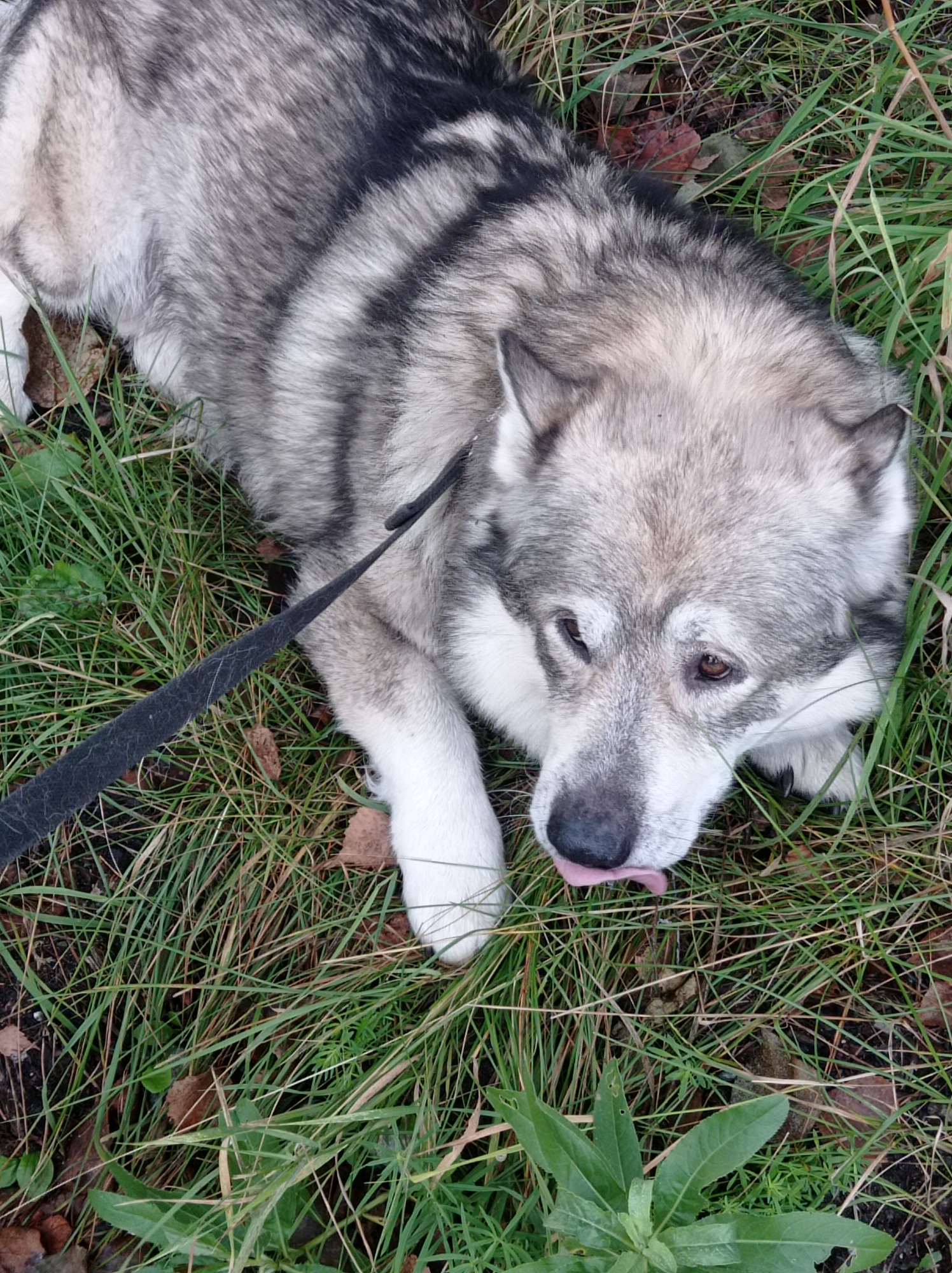 A medium shot photograph shows a dog lying in the grass. The dog is a husky mix with gray and white fur, black markings on its back, and white paws. It is wearing a black leash. The dog is looking to the right and has its tongue sticking out. The grass is green and there are some fallen leaves scattered around. The image appears to have been taken outdoors in a park or natural area. No specific location in the city of Degtyarsk, Russia can be identified from the image.