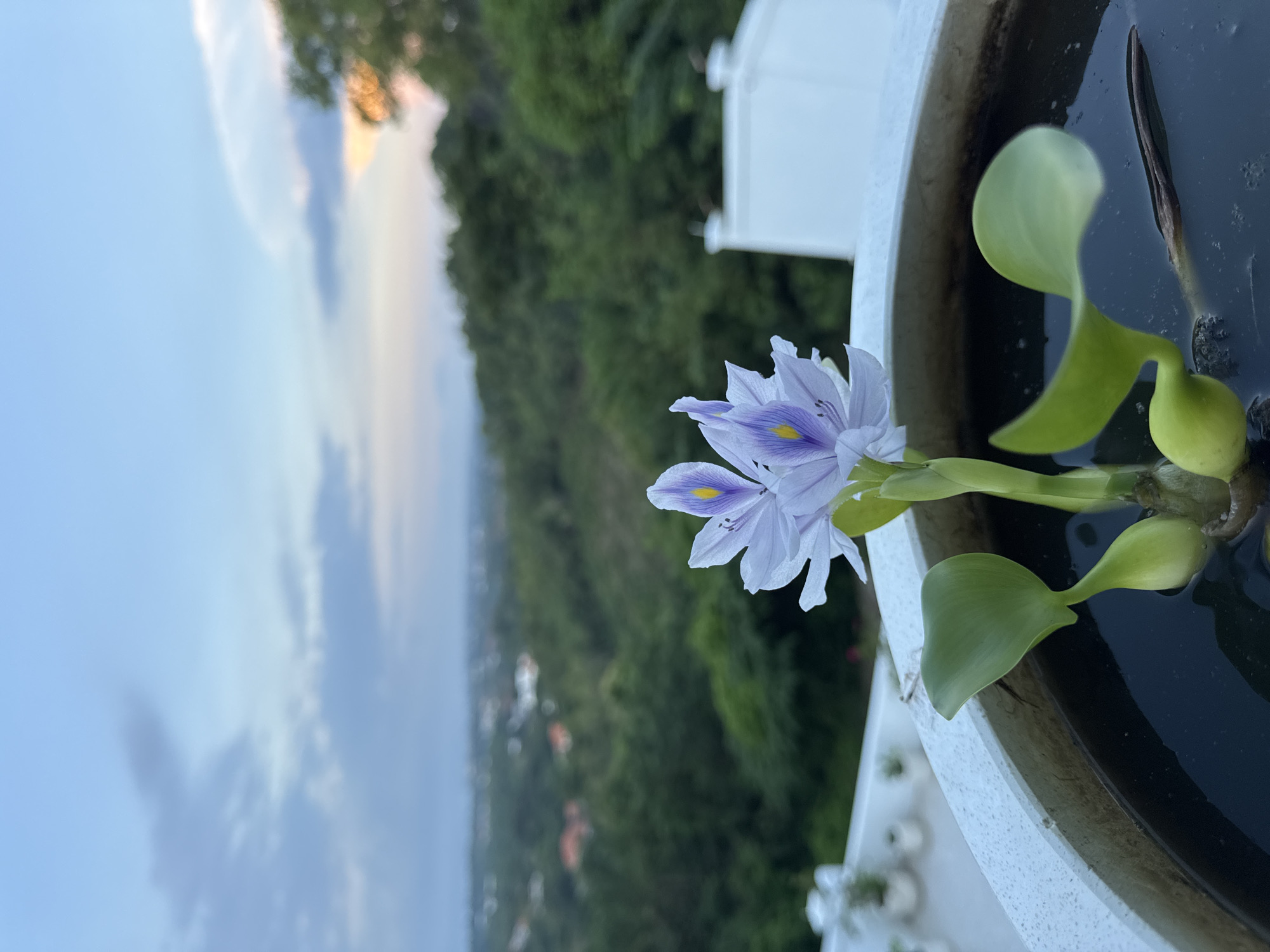 Here is a detailed description of the image:
The image features a close-up of a flower with light purple petals and yellow centers, blooming in a pot of water. The pot is likely made of concrete and has a rim. Green leaves are visible in the water.
The background reveals a landscape with trees and buildings, possibly in a hilly area. The sky is partially visible, showing a blend of blue and soft orange hues, indicating either sunrise or sunset.
While the specific location in Kuta Selatan, Indonesia, cannot be determined with certainty from the image, the vegetation and architecture visible in the background are consistent with the general characteristics of the area.