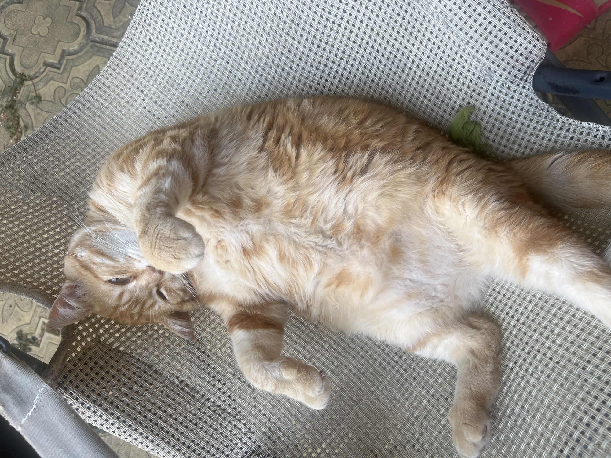 An orange tabby cat is lying on its back on a mesh chair, appearing to be asleep or resting. The cat's paws are curled up towards its face, and its eyes are partially closed. The chair is outdoors, on a patio with patterned concrete tiles visible in the background. There is also a hint of greenery from a plant. The cat's fur is a mix of orange and white stripes. There are no people or other animals visible in the image. The scene is likely located in a residential area.