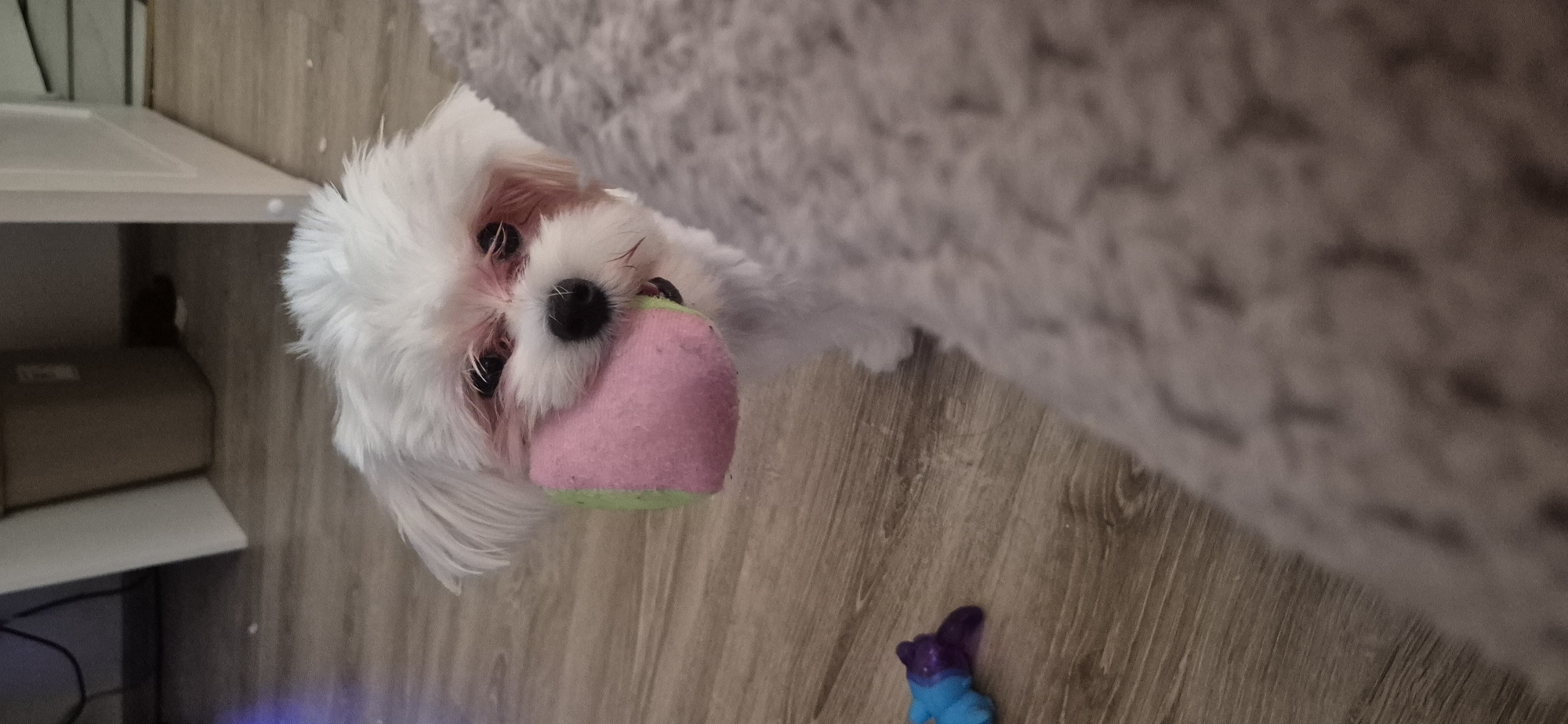 A white Maltese dog with pink-tinged fur around its eyes is lying on a wooden floor. The dog is holding a pink and green ball in its mouth. To the right of the dog, there are two small toy figures. In the background, there is a white shelf with boxes and a grey, textured rug. The image is taken indoors, likely in a home environment. The lighting suggests daytime. The dog's expression appears playful. There is no visible text in the image. The location context is Mikhaylovsk, Russia.