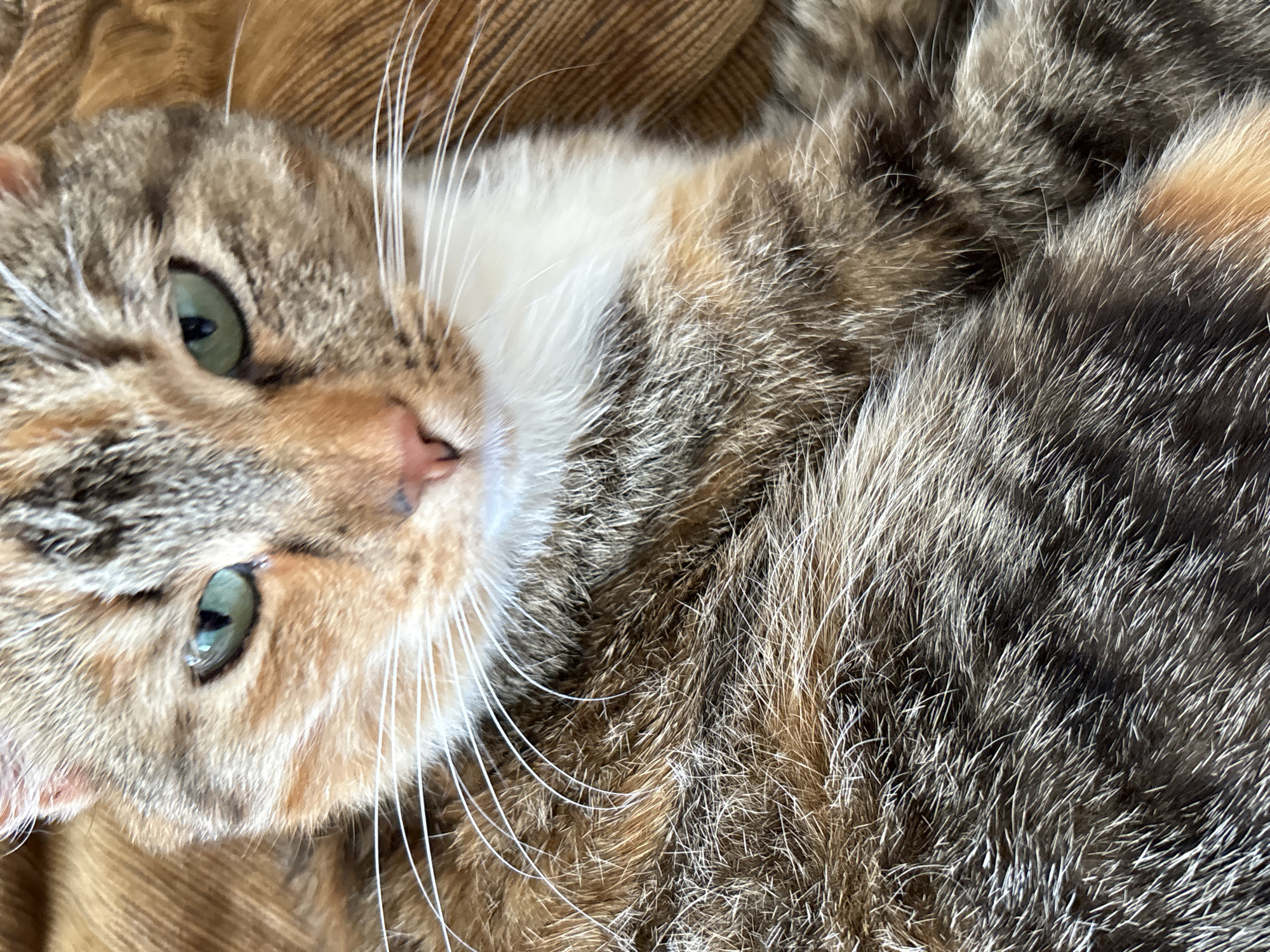 The image shows a close-up, head-on, eye-level shot of a domestic shorthair cat. The cat has green eyes, a white chest, and its fur displays a tortoiseshell pattern with patches of brown, black, and orange. The cat is lying on a brown, textured surface, possibly a blanket or sofa. The background is blurred, with the focus being on the cat's face and chest. There are no people or any recognizable elements of the city of Дресвяново, Russia in the image.