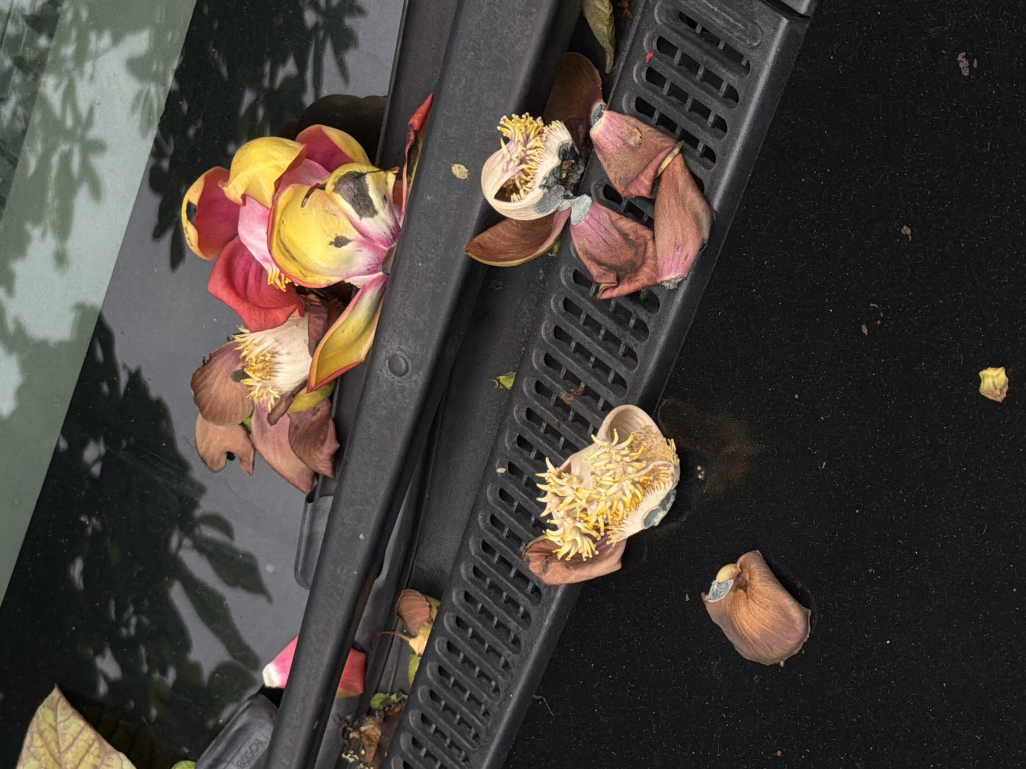 The image shows a close-up, overhead shot of a car's hood, specifically the area near the windshield. Decomposed parts of a flower, possibly a Magnolia, are scattered across the surface. The flower exhibits red, yellow, and brown colors. The car hood is black, with a windshield wiper grill visible. There are no people visible in the image. Based solely on the visual information, there's no way to confirm a location in Đà Nẵng, Vietnam. The presence of a BOSCH logo on the windshield wipers suggests a possible connection, but is not definitive.