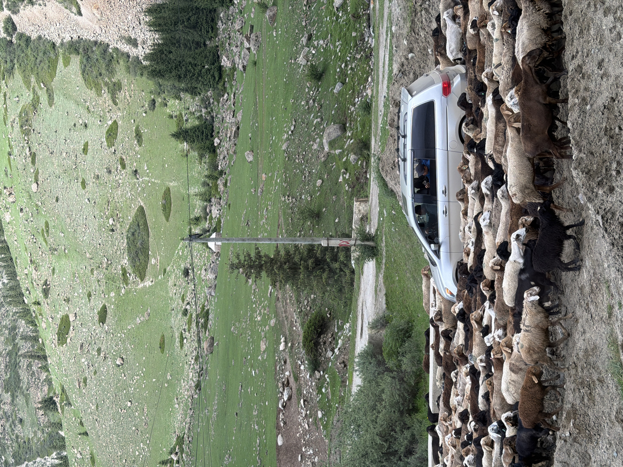 This media file captures a flock of sheep obstructing a silver SUV on a dirt road. The sheep, a mix of brown, black, and white, are densely packed, filling the road and preventing the vehicle from passing. One person is visible inside the SUV, looking at their phone.
The scene is a rural, mountainous landscape with rolling green hills dotted with rocks and sparse vegetation. The terrain is uneven, with steep slopes and patches of dry, rocky soil. A utility pole with wires runs alongside the road. The lighting suggests it is daytime, possibly late afternoon due to the angle of the light and the shadows. The weather appears to be fair.
The overall impression is one of a common occurrence in rural areas where livestock traffic can interrupt vehicular movement. There are no discernible emotions from the sheep, and the human subject's action of looking at their phone suggests a passive waiting or perhaps mild annoyance. The location appears to be in a remote, undeveloped area, consistent with the provided context of Kyrgyzstan. No visible text is present in the image.
