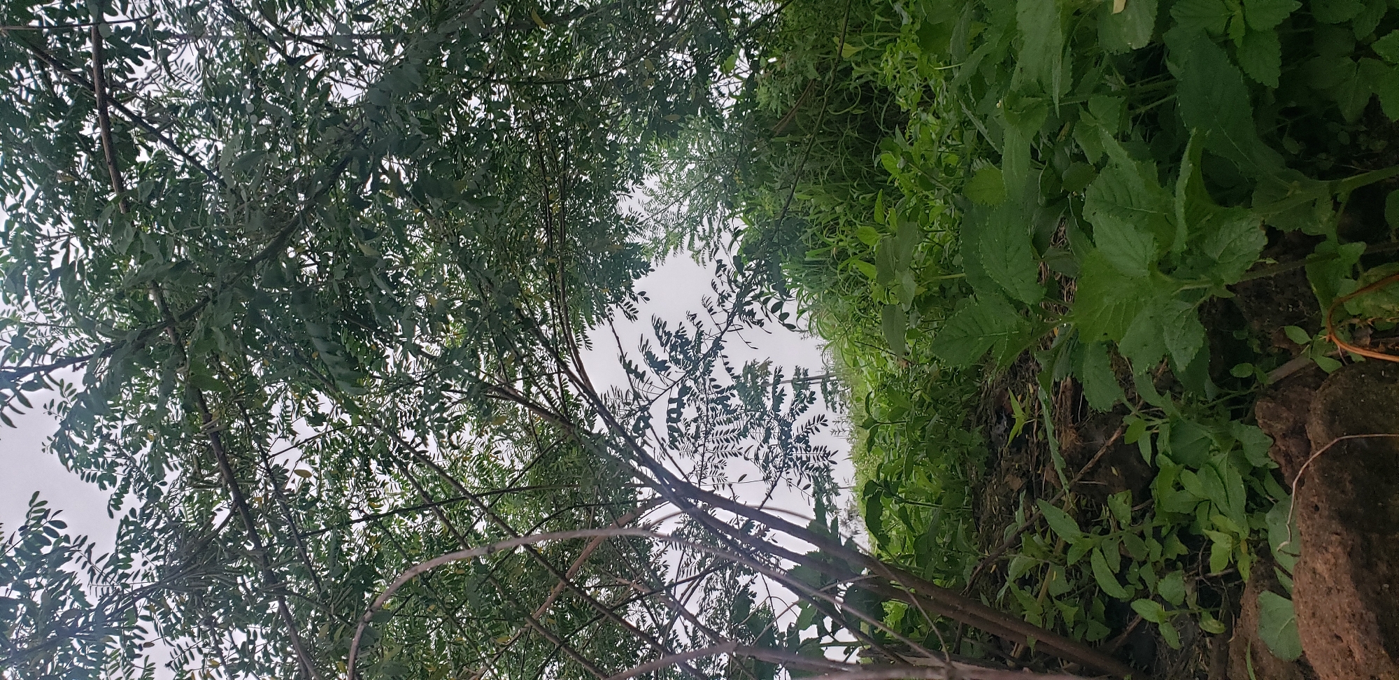 The image depicts a dense thicket of green foliage with several trees overhead, their branches and leaves obscuring the overcast sky. The foreground consists of dark, loamy soil with scattered rocks and a variety of leafy plants. The vegetation appears lush and untamed, typical of a natural or overgrown area. The perspective is low, looking upwards through the branches and dense undergrowth. The scene is devoid of any human presence or activity. The location is identified as Bukuru, Nigeria, suggesting an outdoor, possibly rural or semi-rural setting.